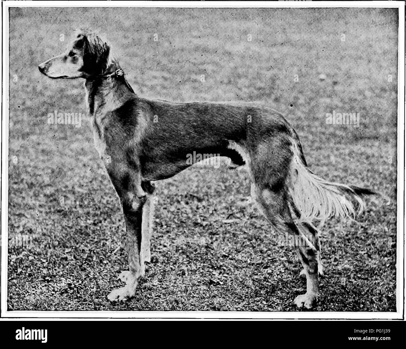 The New Book Of The Dog A Comprehensive Natural History Of British Dogs And Their Foreign Relatives With Chapters On Law Breeding Kennel Management And Veterinary Treatment Dogs Oriental Greyhounds 475