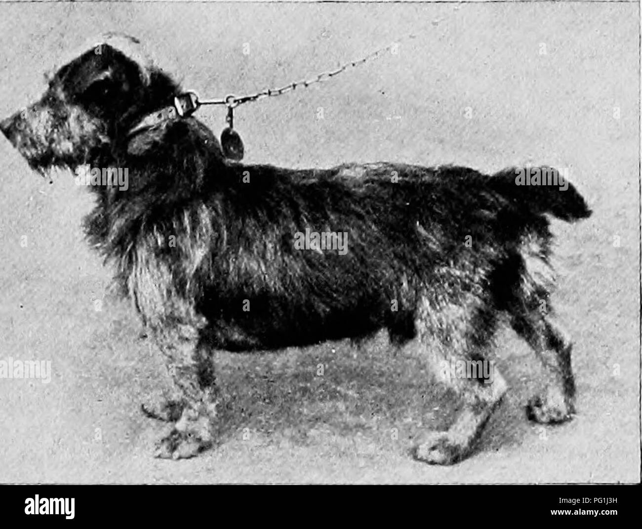 Kennel club rules hires stock photography and images Alamy