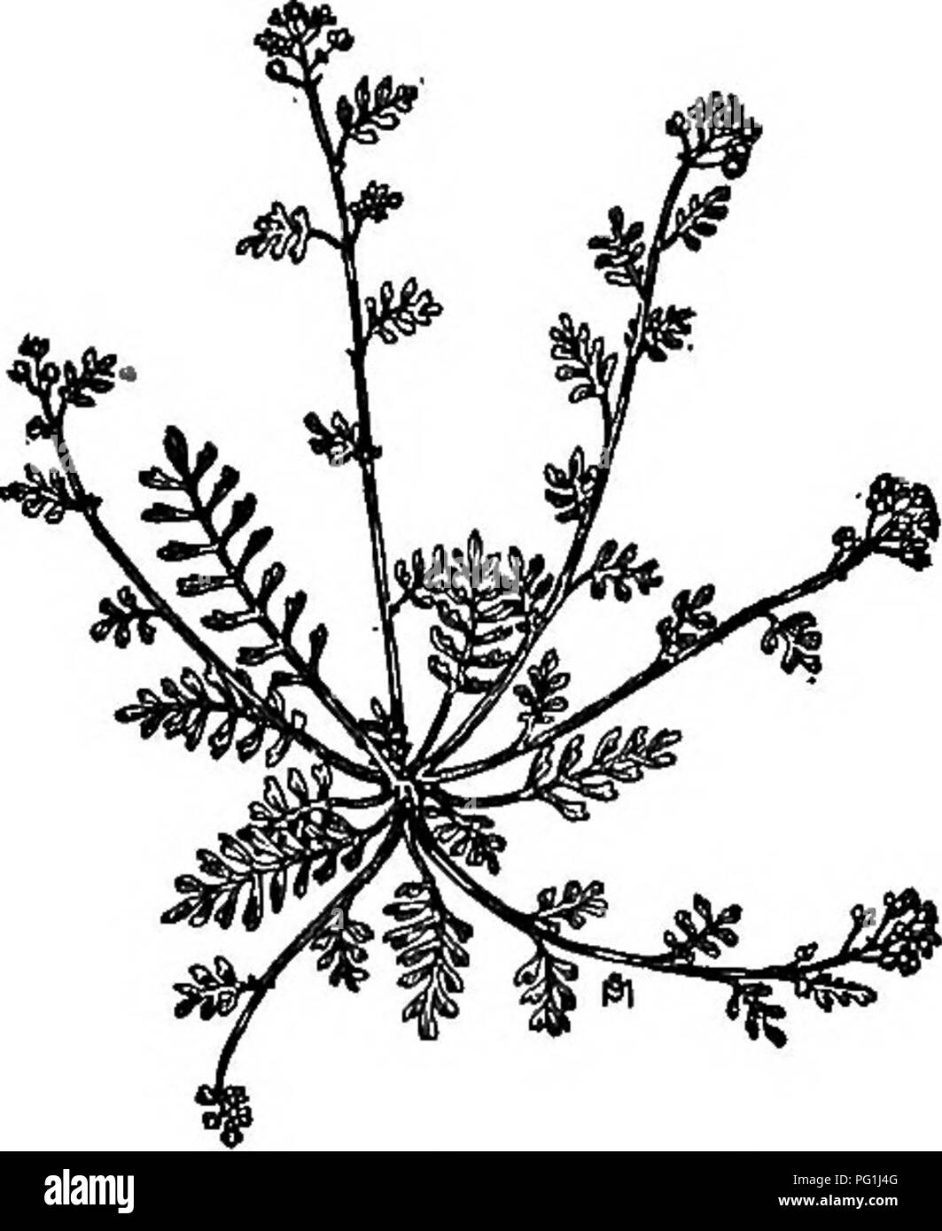 . A manual of weeds : with descriptions of all the most pernicious and troublesome plants in the United States and Canada, their habits of growth and distribution, with methods of control . Weeds. CRUCIFERAE {MUSTARD FAMILY) 179 Means of control Infested grain fields and meadows should be sprayed with Iron sulfate or Copper sulfate before the first flowers mature. Stubbles should be cultivated after harvest in order .to destroy autumn seedlings. SWINE CRESS Cordnopus didymus, Sm., (Senebiera didyma, Pers.) Other English names: Lesser Wart Cress, Carpet Cress. Introduced. Annual or biennial. Pr Stock Photo