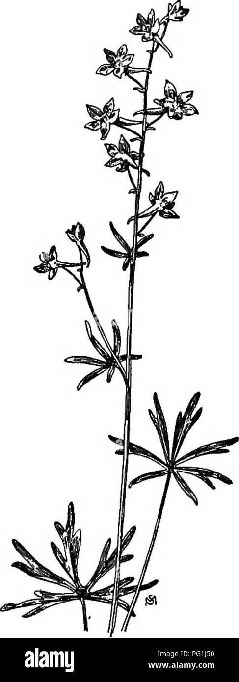 . A manual of weeds : with descriptions of all the most pernicious and troublesome plants in the United States and Canada, their habits of growth and distribution, with methods of control . Weeds. RANUNCULAOEAE (CROWFOOT FAMILY) 167 curarin, has been extracted from both these species. (Fig. 113.) The plant springs from a cluster of thickish, oblong tubers, fringed with fine feeding rootlets. Stem simple, slender, often bent or flexuous, both it and the foliage finely hairy; the lower leaves have long petioles, slightly dilated at base, and are deeply five-parted, the segments again twice or th Stock Photo