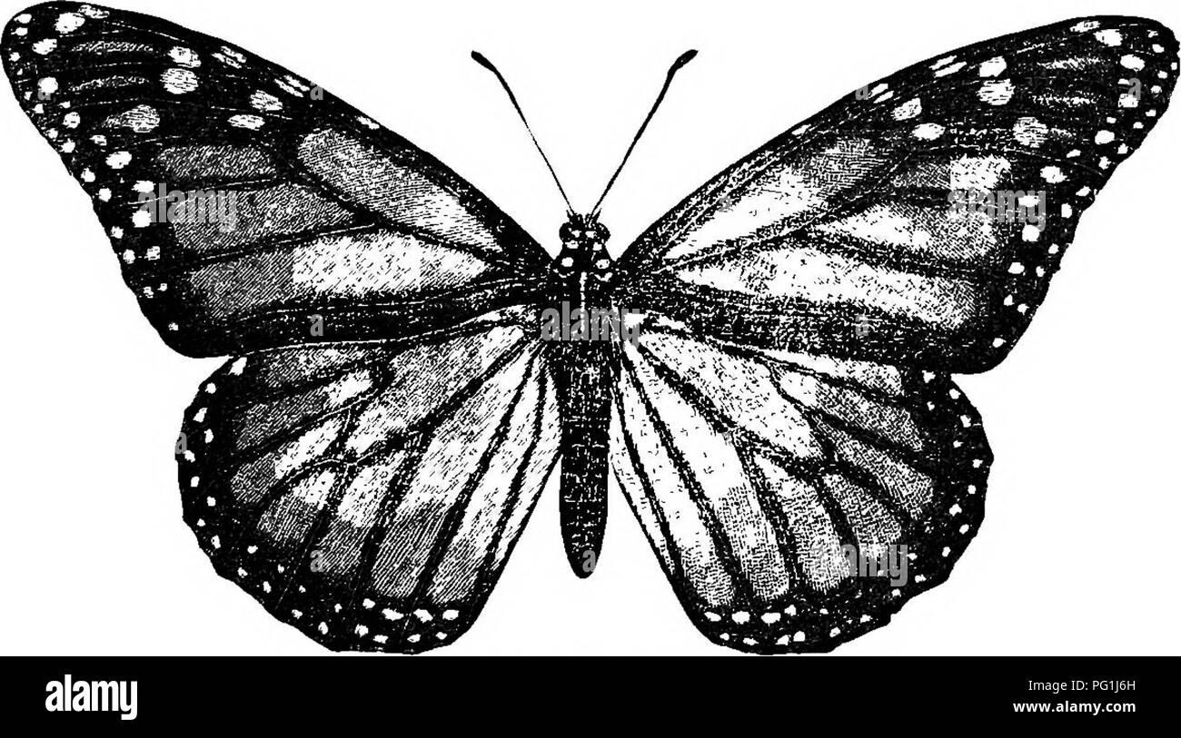 This guide introduces the study of insects and nature, highlighting the ...