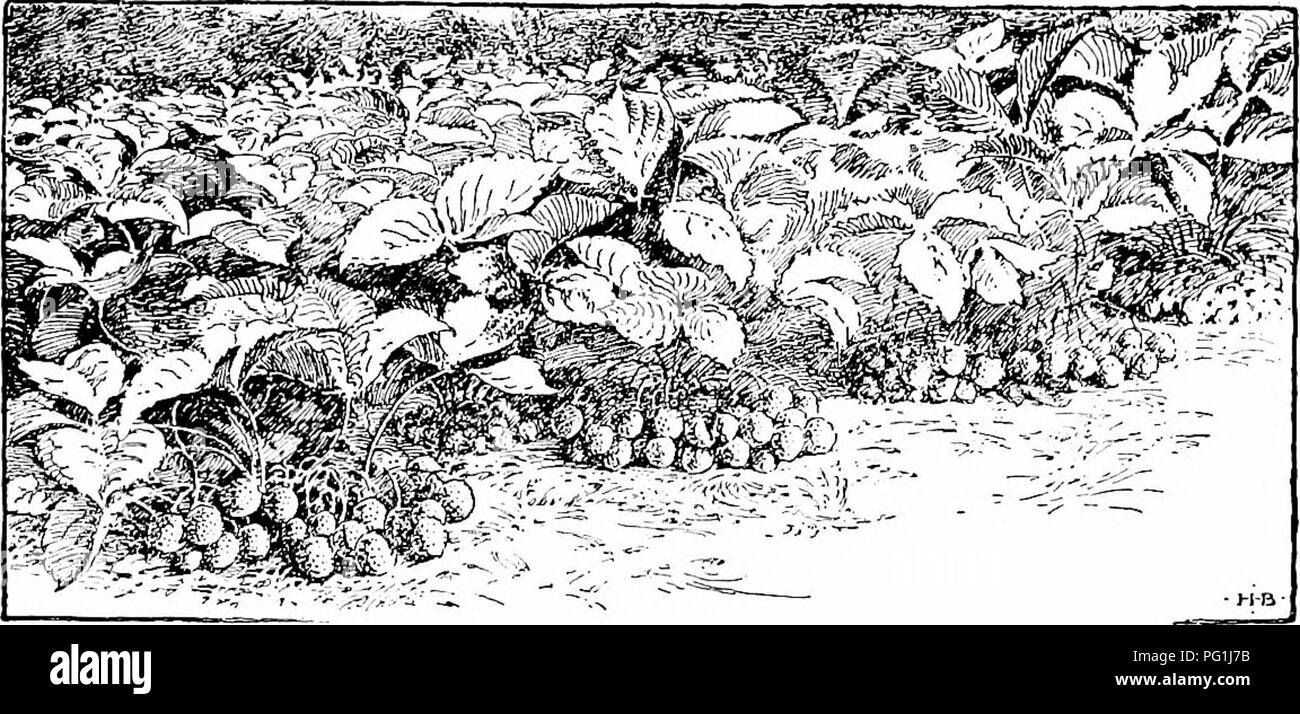 Manual Of Gardening A Practical Guide To The Making Of Home Grounds And The Growing Of Flowers Fruits And Vegetables For Home Use Gardening Manual Of Gardening A Practical Guide To The Making Of Home Grounds And The Growing Of Flowers Fruits And Vegetables For Home Use Gardening