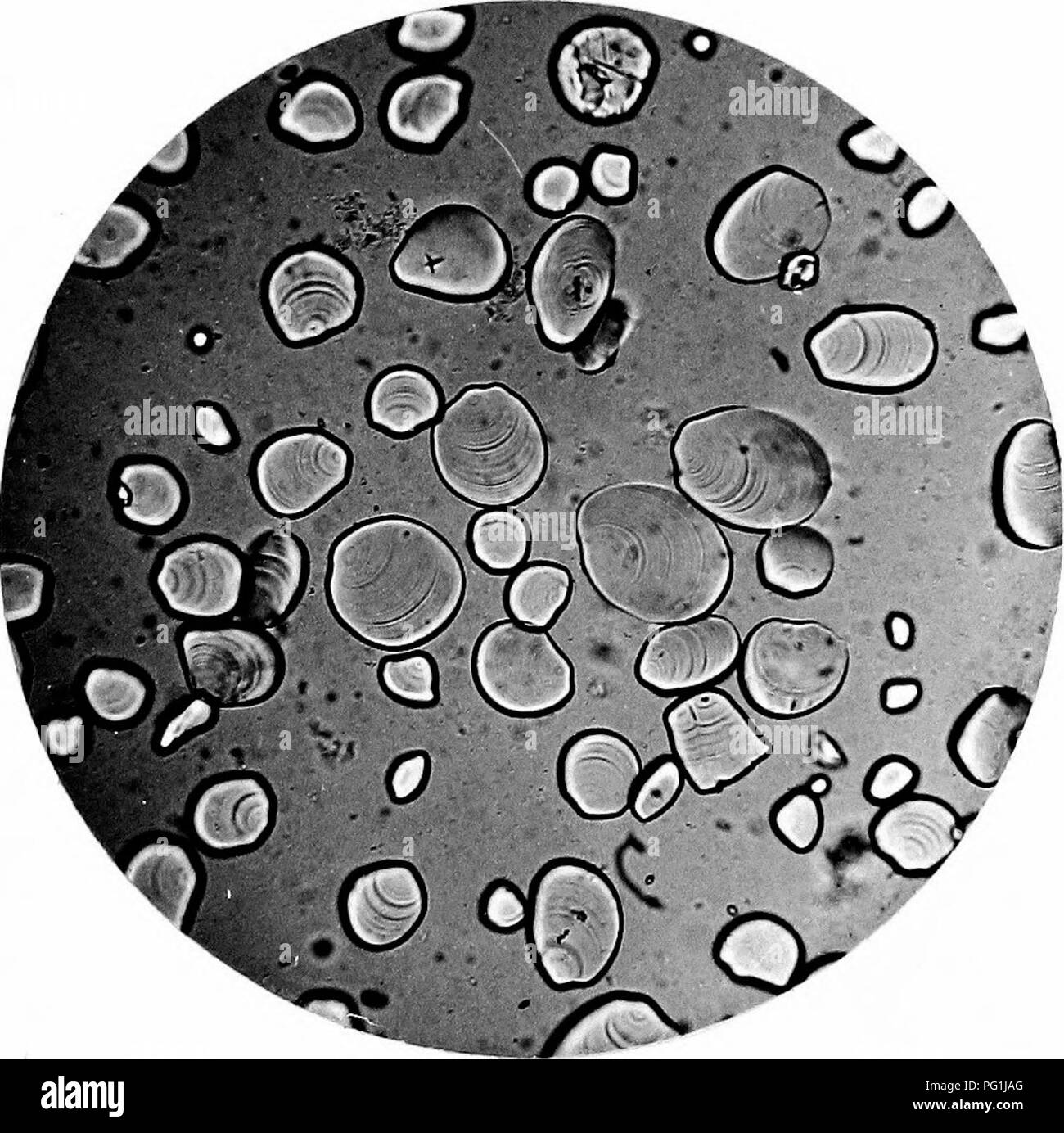 This work examines the principal starches used in food, including their ...
