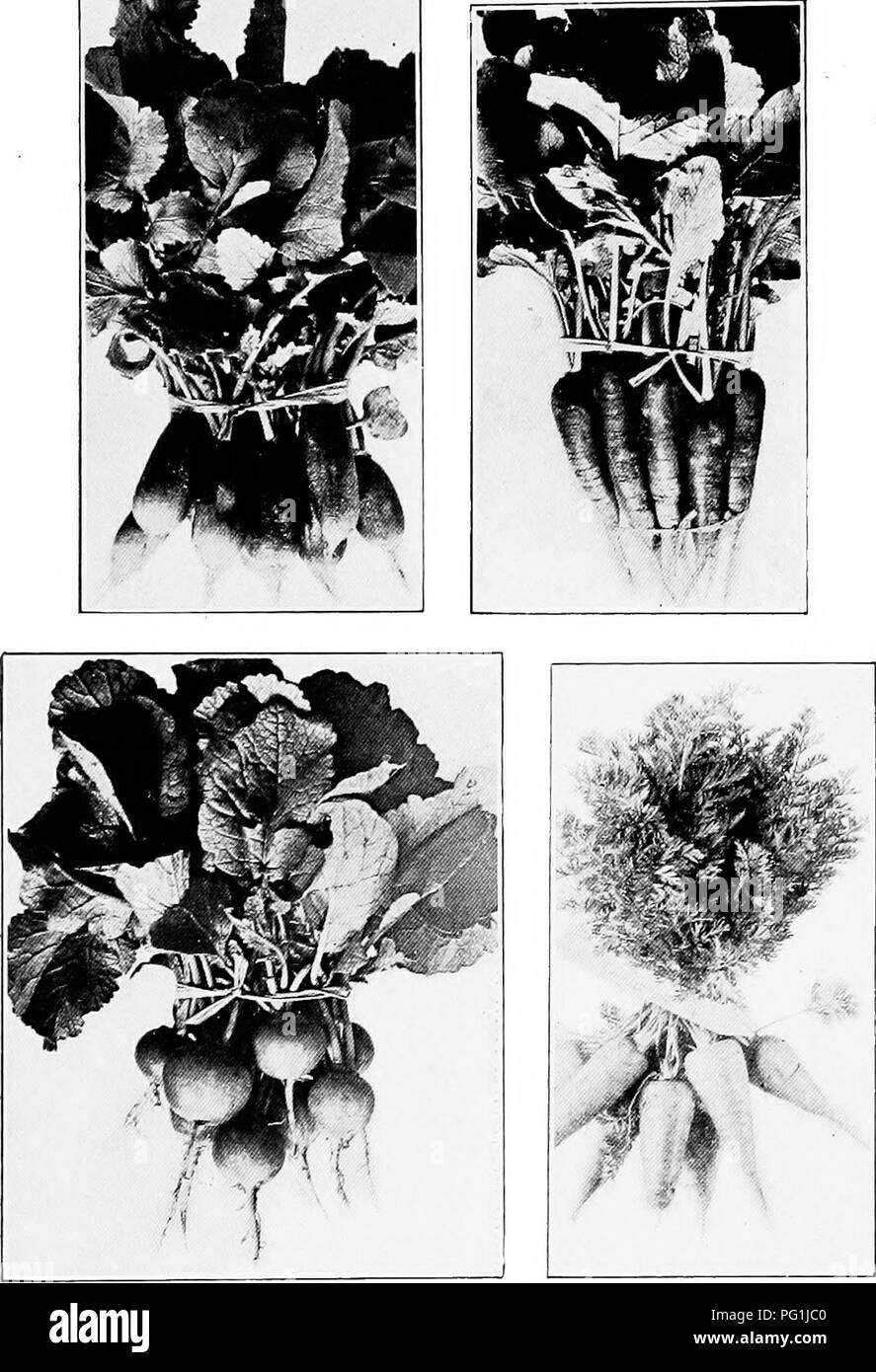 . Subtropical vegetable-gardening. Vegetable gardening. t A ^^fr-'&quot; &lt;^^W^M m ^ k B mm.. Plate XIV. — Root Vegetables. Left top, French Breakfast radish; right top, Long Scarlet radish; left bottom, Rose Turnip radish; right bottom, Chantenay carrot.. Please note that these images are extracted from scanned page images that may have been digitally enhanced for readability - coloration and appearance of these illustrations may not perfectly resemble the original work.. Rolfs, Peter Henry, 1865-. New York, The Macmillan company Stock Photo