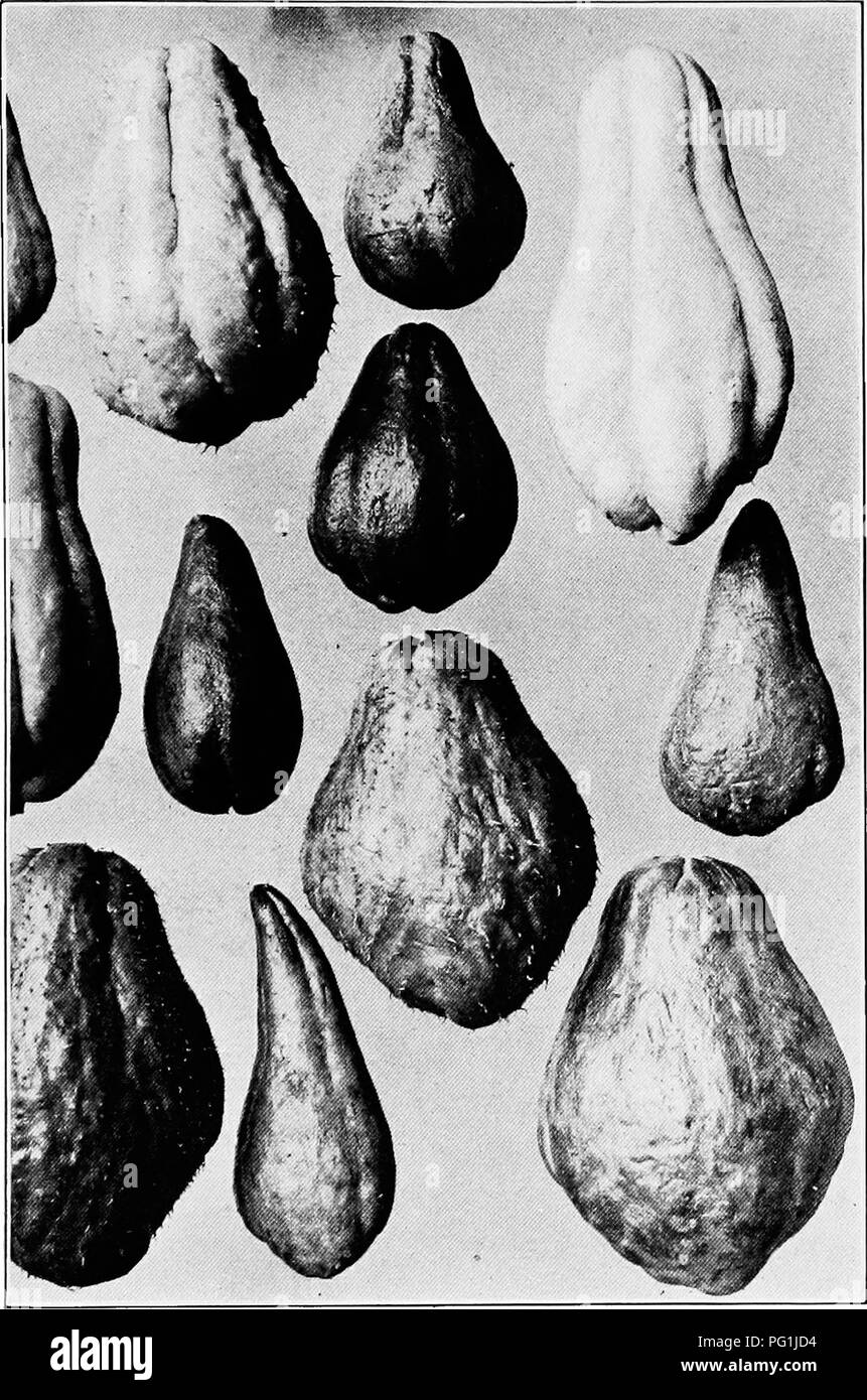. Subtropical vegetable-gardening. Vegetable gardening. Plate IX. — Twelve Varieties of Chayote {Sechium edule). One-third Natural Size.. Please note that these images are extracted from scanned page images that may have been digitally enhanced for readability - coloration and appearance of these illustrations may not perfectly resemble the original work.. Rolfs, Peter Henry, 1865-. New York, The Macmillan company Stock Photo