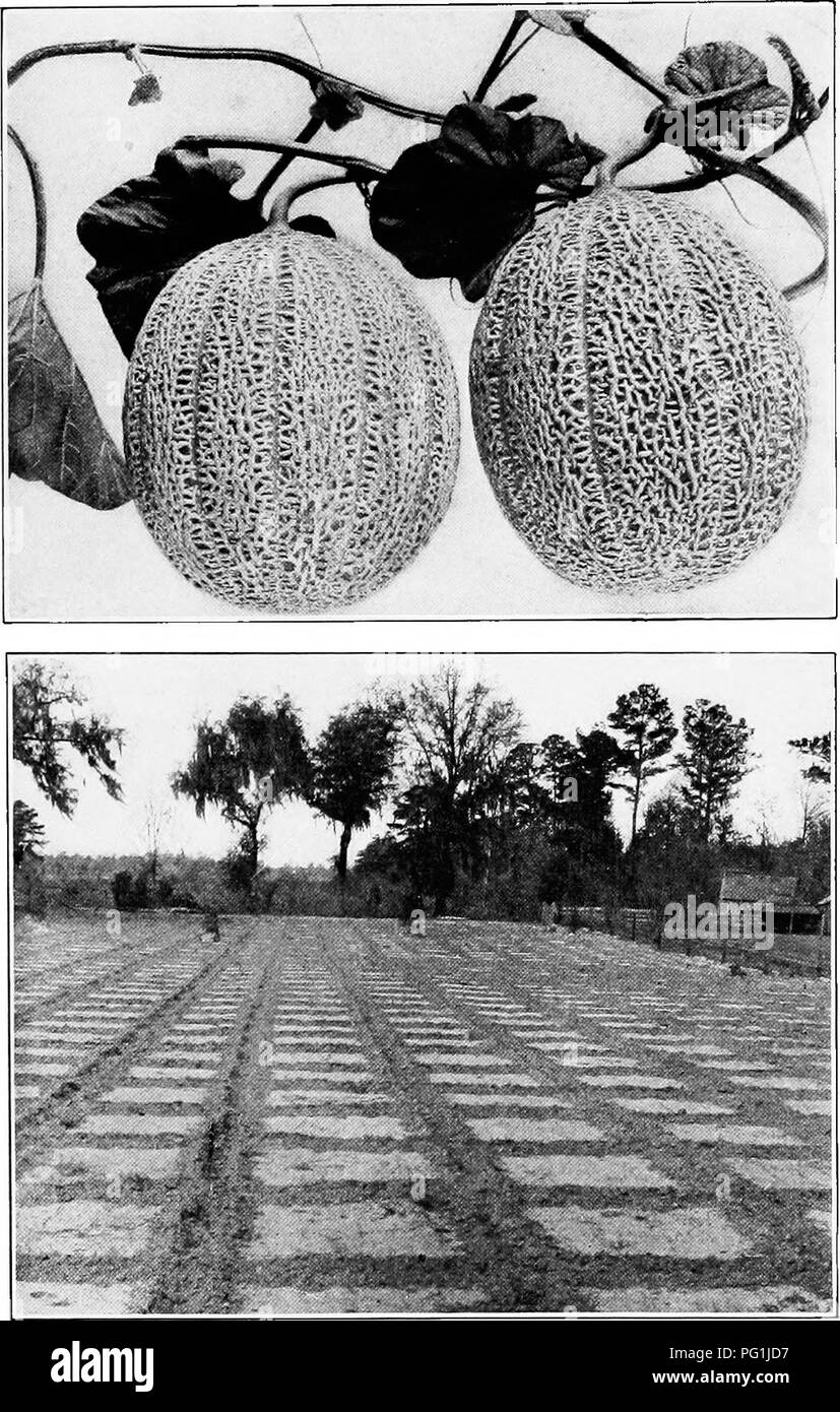 . Subtropical vegetable-gardening. Vegetable gardening. Plate VIII. — Melons. Top, Rocky Ford muskmelon; bottom, field marked ofi for muskmelons.. Please note that these images are extracted from scanned page images that may have been digitally enhanced for readability - coloration and appearance of these illustrations may not perfectly resemble the original work.. Rolfs, Peter Henry, 1865-. New York, The Macmillan company Stock Photo