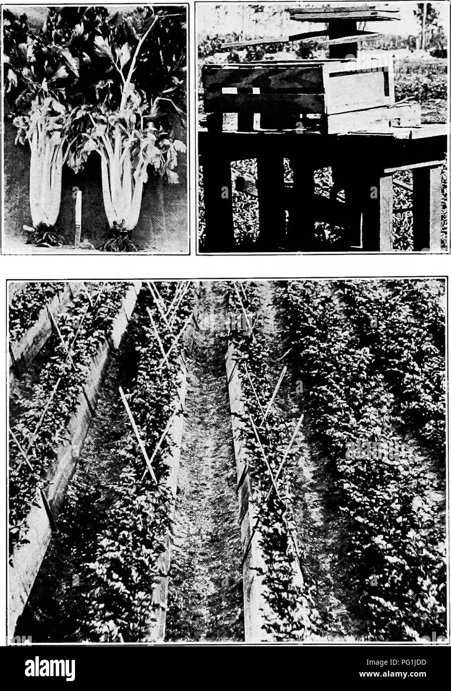 . Subtropical vegetable-gardening. Vegetable gardening. Plate VI. — Celery. Top left, well-grown celery plants (Golden Self-blanching); top right, foot-press, for packing celery; bottom, blanching celery by means of boards.. Please note that these images are extracted from scanned page images that may have been digitally enhanced for readability - coloration and appearance of these illustrations may not perfectly resemble the original work.. Rolfs, Peter Henry, 1865-. New York, The Macmillan company Stock Photo