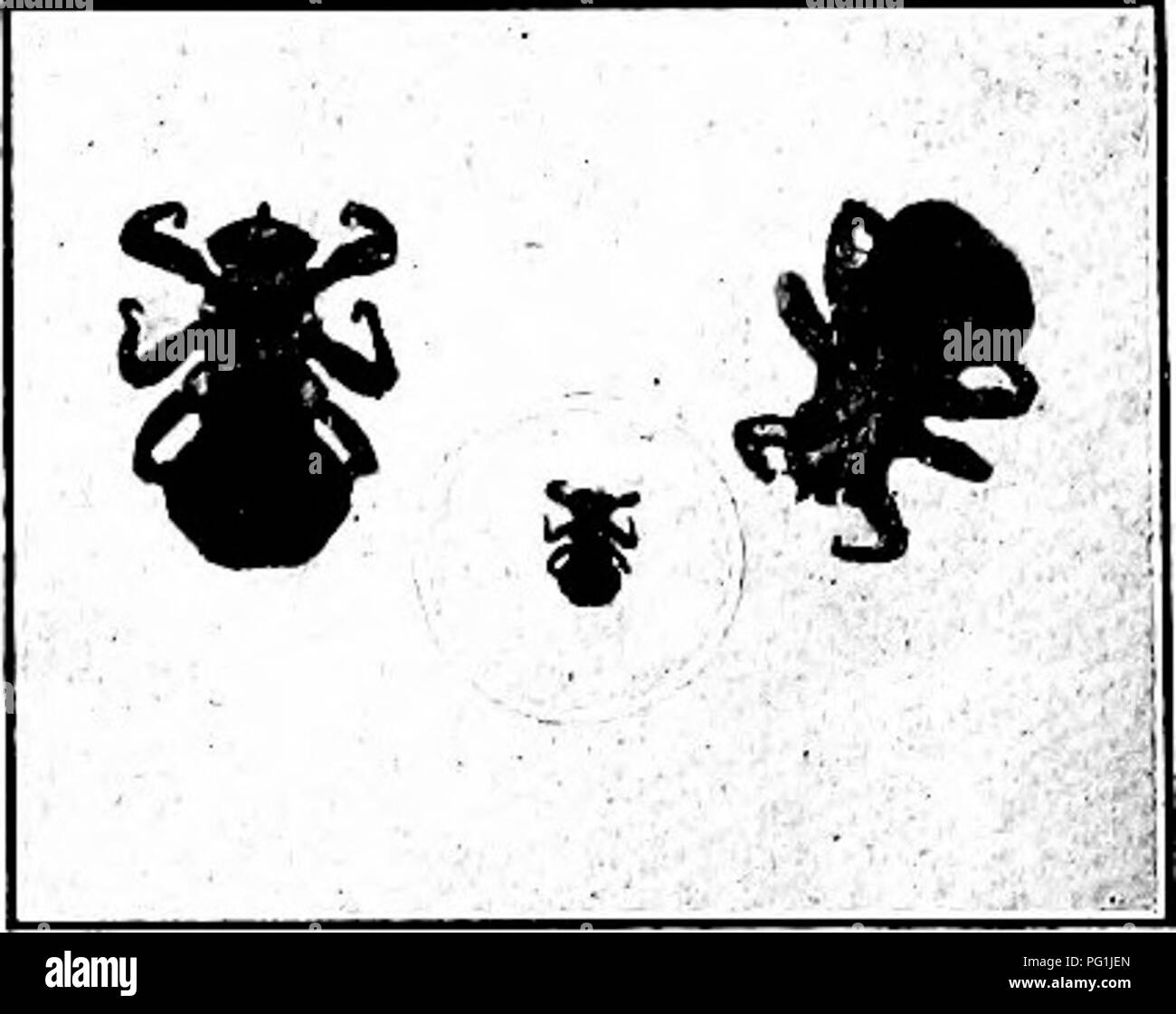 . Injurious insects : how to recognize and control them . Insect pests; Insect pests. 376 PESTS OF DOMESTIC ANIMALS Control is based on keeping cattle out of tick-infested pastures long enough to starve out all the seed ticks. The latter do not go in search of a host, but wait for it to come. Luckily this scheme works in well with various desirable crop rotations. In the case of range animals, dipping or spraying to kill the ticks on the animal is resorted to. The Sheep Tick {Melophagus ovinus Linn.) Degenerate, reddish or brownish, flattened insects, one fourth of an inch long or less, suck t Stock Photo