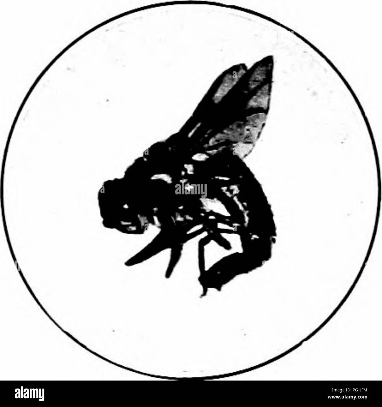 Injurious insects how to recognize and control them . Insect