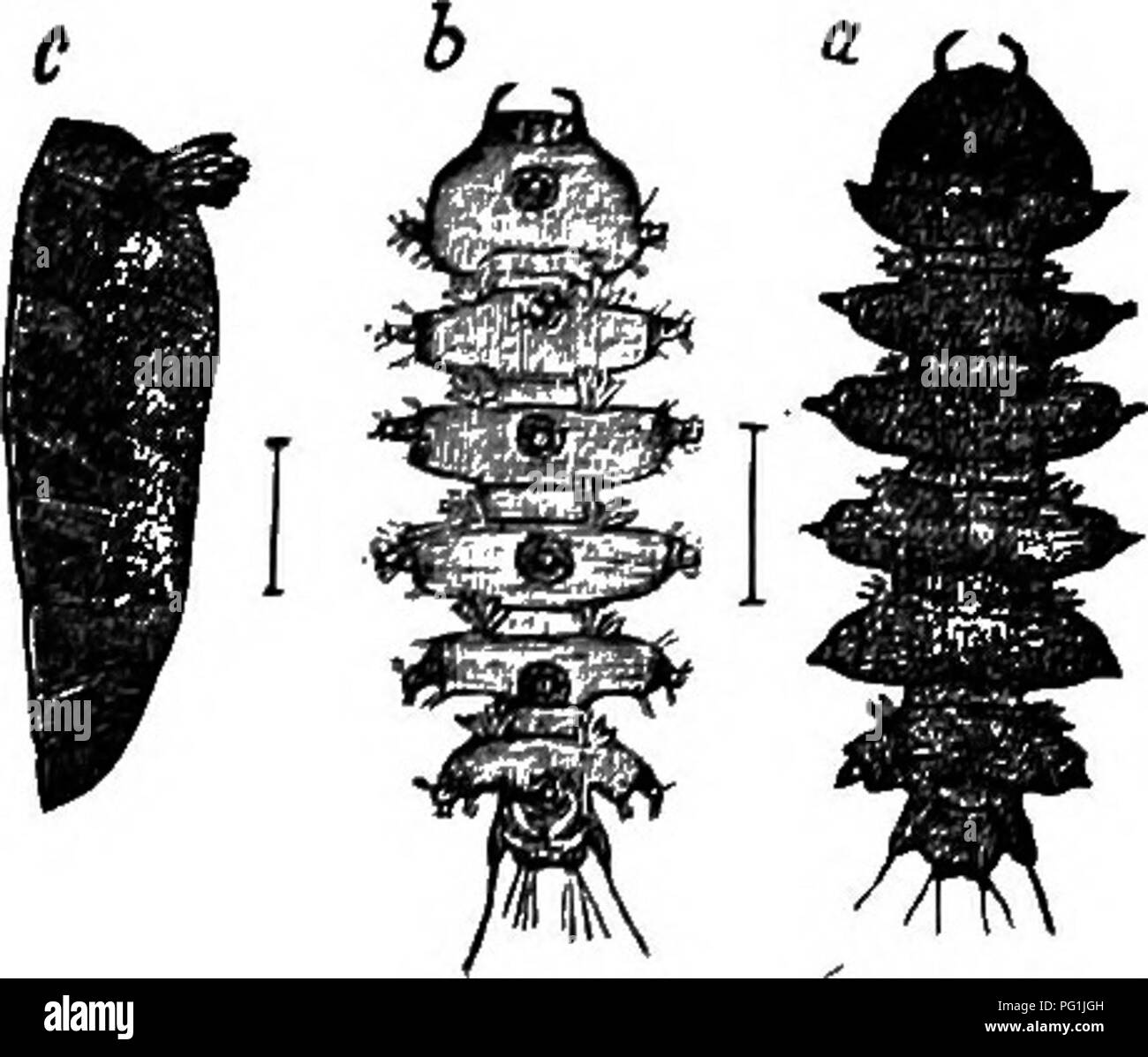 . Insect life; an introduction to nature study and a guide for teachers, students and others interested in out-of-door life. Entomology; Nature study. BROOK LIFE. 159 inhabited by the black-flies, but as they are compara- tively rare insects they are merely mentioned here. In Fig. 130 a represents a larva seen from above, b a larva seen from below, and c a side view of the pupa. As these are the strang- est of all insect larvae they should be carefully studied if found. A full account of their habits and transfor- mations is given in our Manual for the Study of Insects. They belong to the orde Stock Photo