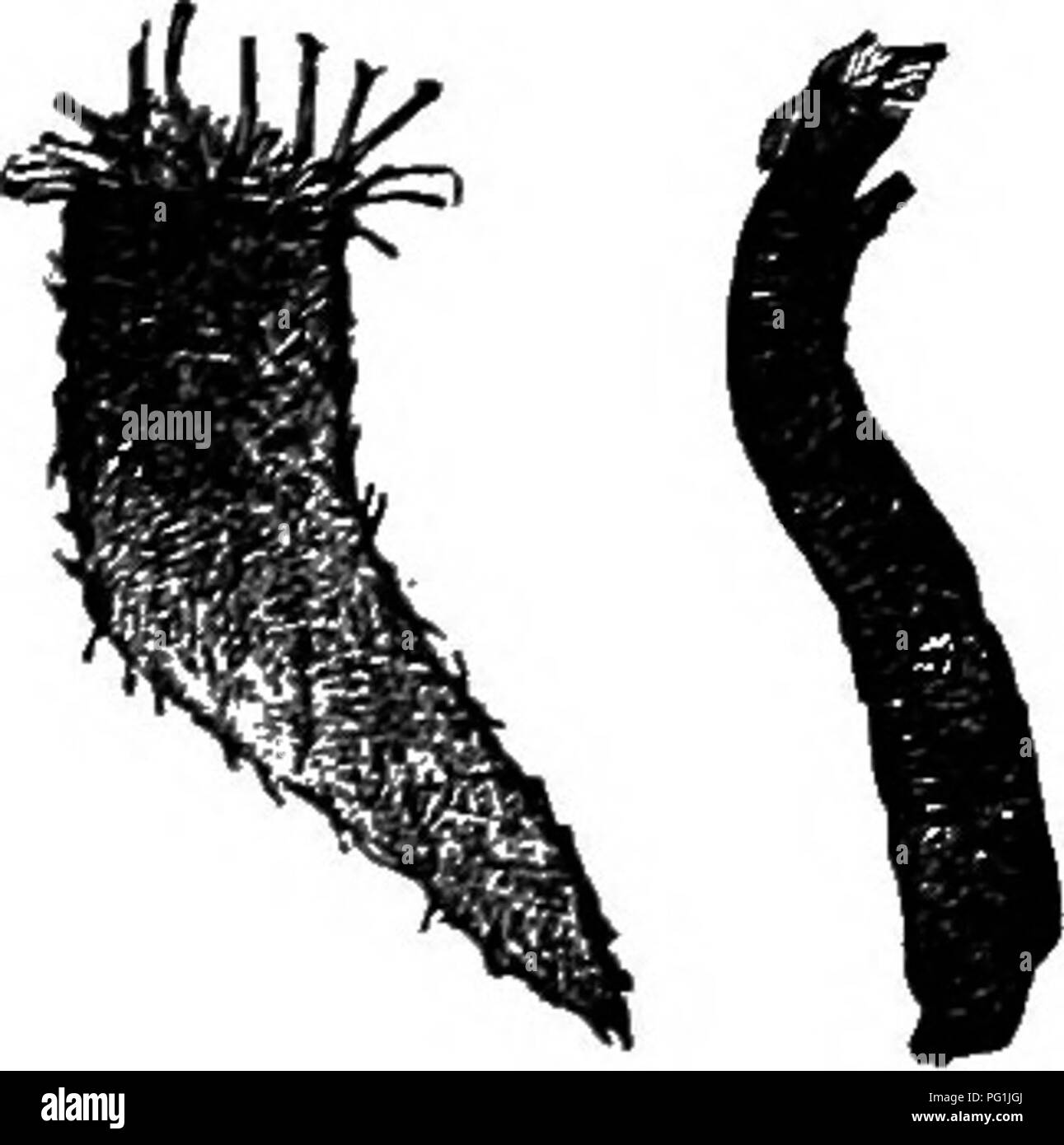 . Insect life; an introduction to nature study and a guide for teachers, students and others interested in out-of-door life. Entomology; Nature study. BROOK LIFE. 157. Fig. 127.—Cocoon and larva of a black-fly. brinks of falls and places where the slanting bed-rock is washed clean by a swift flow of water, but some- times they cling to pieces of wood or small stones that are firmly fixed in the rapids. When the larvae are fully grown they spin boot- shaped cocoons within which the pupa state is passed; these are firmly fastened to the rock upon which the larvas lived. In Fig. 127 there are rep Stock Photo