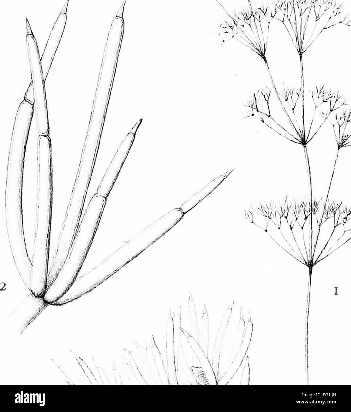 . The British Charophyta. Characeae. PLATE XIII â J^â¢^^^^ -^^r %â 3 4 #'A ^f^lffe. JJ -411, :Â«^i% ''^:. if-'' ^#1^ â x.:^:,^ }/ V M ^j -' i; V 6 / &quot;J^ X. .)/. i:rn,,sihl. NITELLA GRACILIS. Please note that these images are extracted from scanned page images that may have been digitally enhanced for readability - coloration and appearance of these illustrations may not perfectly resemble the original work.. Groves, James; Bullock-Webster, George Russell, 1858- joint author. London, The Ray society Stock Photo