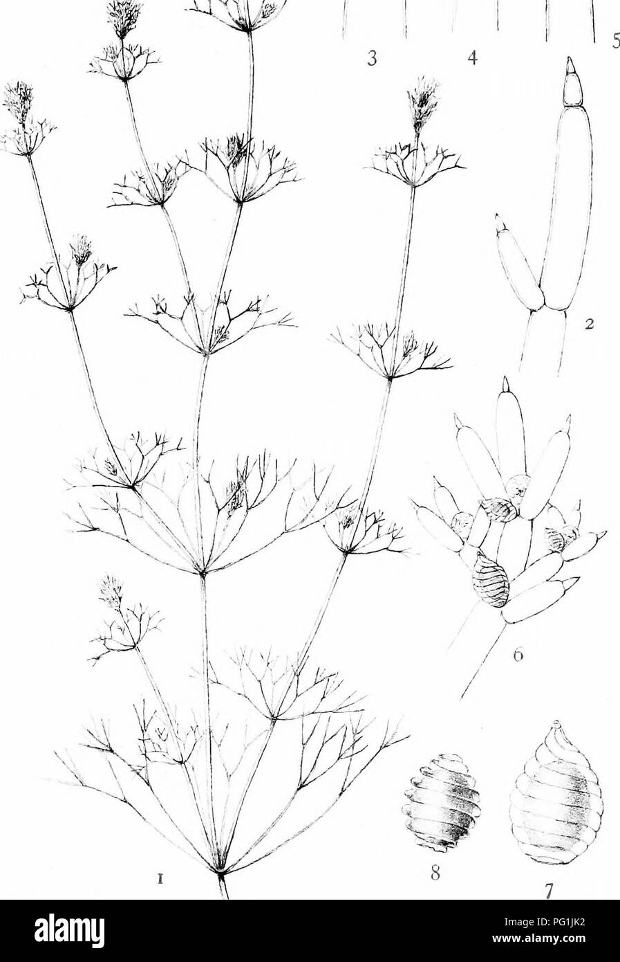 . The British Charophyta. Characeae. PLATE XII /1 '&quot;A. NITELLA MUCRONATA. Please note that these images are extracted from scanned page images that may have been digitally enhanced for readability - coloration and appearance of these illustrations may not perfectly resemble the original work.. Groves, James; Bullock-Webster, George Russell, 1858- joint author. London, The Ray society Stock Photo
