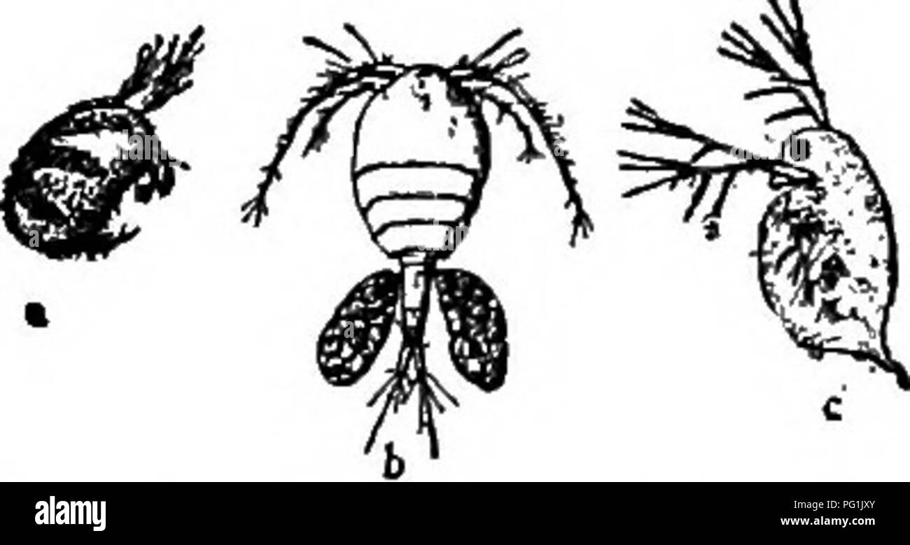 . Insect life; an introduction to nature study and a guide for teachers, students and others interested in out-of-door life. Entomology; Nature study. Fig. 23.—A crayfish.. F1G.24.—Crustacea: a, cy/rw,- the latter a large Of Cyclops; c, Dapknia. , ^ number of air vessels. Fig. 25. Asow-bug. There are minute Crustacea common in ponds and streams. Three of the more abundant of these group a species seems to belong, he should verify this determination by a study of the characters of that group given in the detailed discussion of it.. Please note that these images are extracted from scanned page  Stock Photo