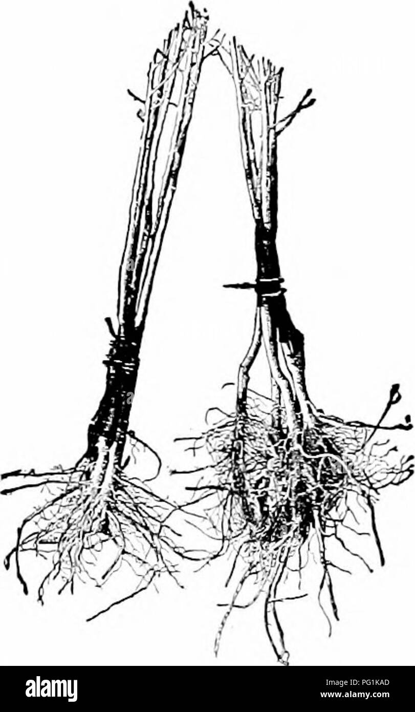 The Simple Art of Grafting Fruit Trees: A Complete Guide