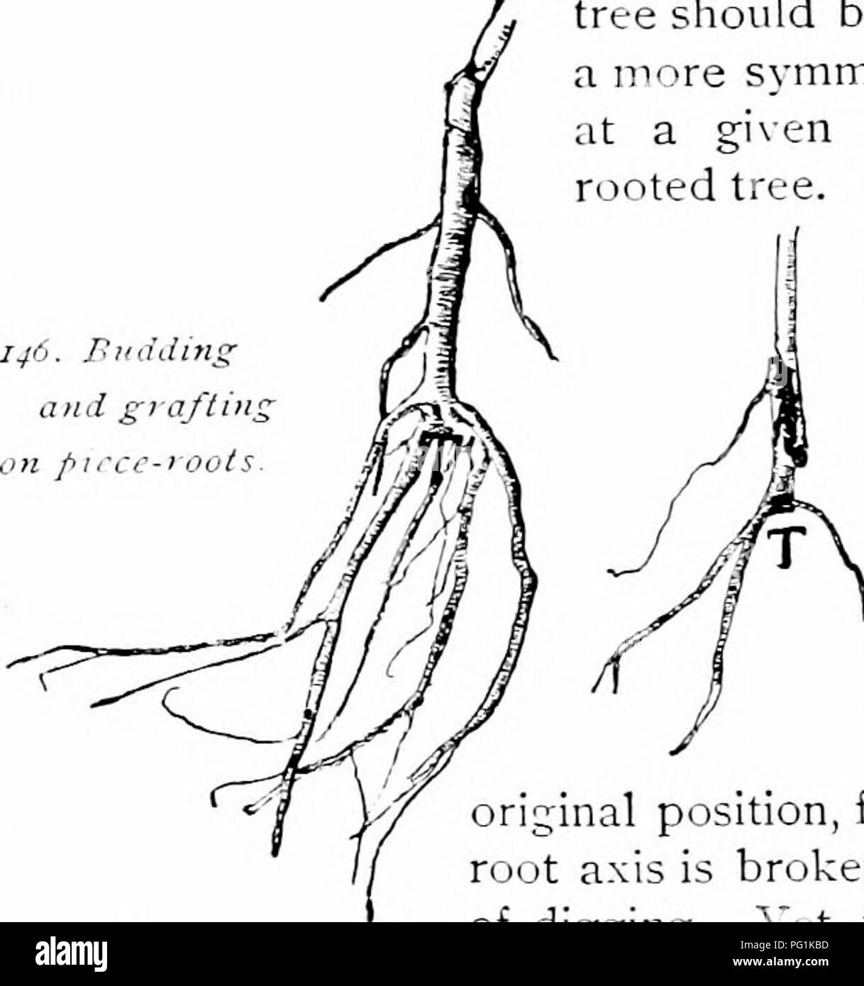 Root system of a tree Black and White Stock Photos & Images - Alamy