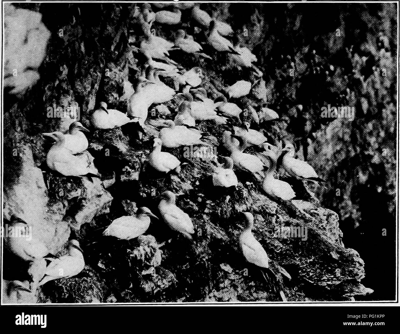 . Life histories of North American petrels and pelicans and their allies : order Tubinares and order Steganopodes . Pelicans; Turbinares; Pelecaniformes; Birds. Bird Rooks, Quebec. A. C. Bent.. Bird Eoclrs, Quebec. H. IC. Job. G AN NET. For description see paqe 333.. Please note that these images are extracted from scanned page images that may have been digitally enhanced for readability - coloration and appearance of these illustrations may not perfectly resemble the original work.. Bent, Arthur Cleveland, 1866-1954. Washington : Govt. Print. Off. Stock Photo