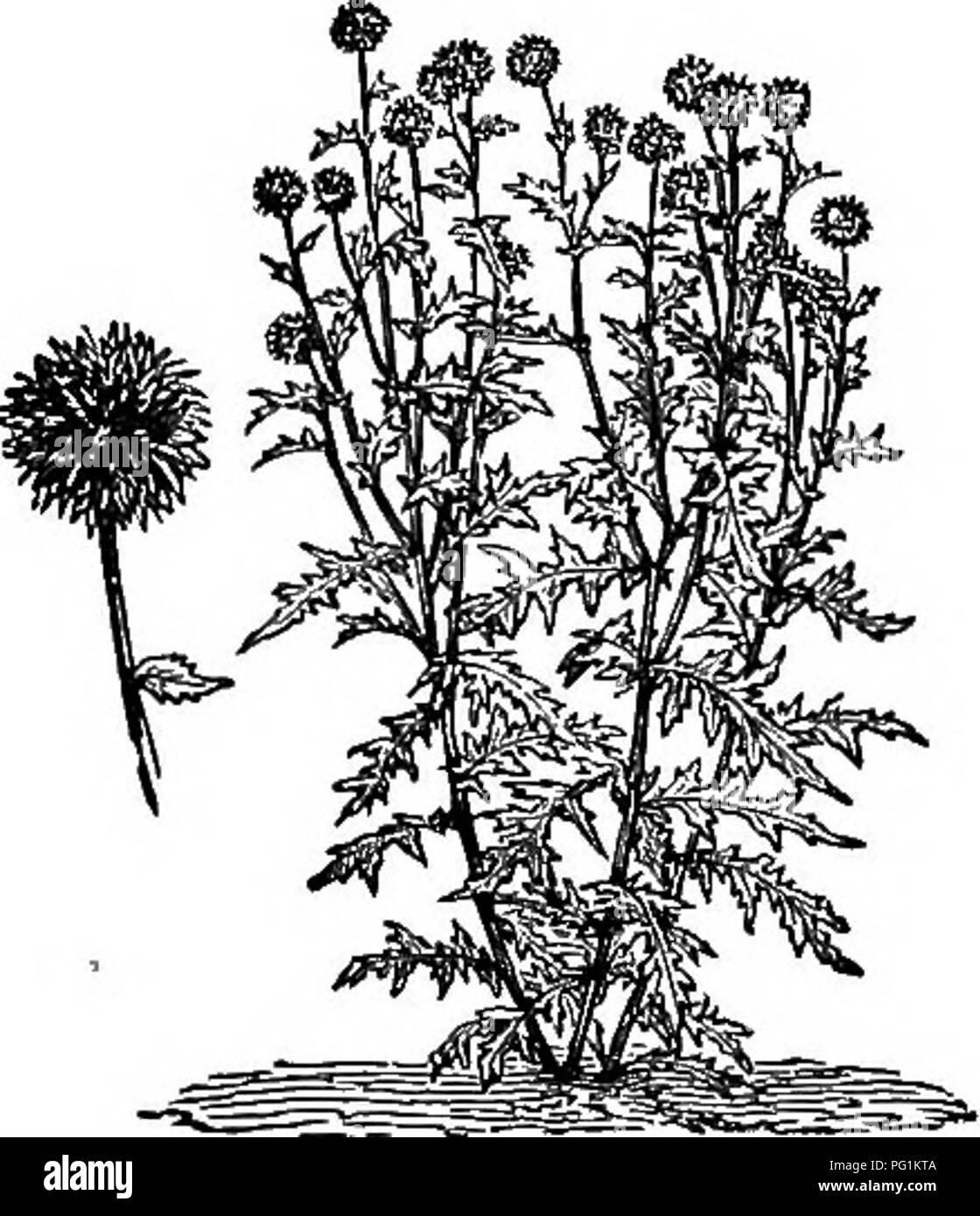 . Langstroth on the hive &amp; honey bee. Bees. 410 PASTURAGE AND OVERSTOCKING.. Fig. 167. ECHINOPS KIIBO.. Please note that these images are extracted from scanned page images that may have been digitally enhanced for readability - coloration and appearance of these illustrations may not perfectly resemble the original work.. Langstroth, L. L. (Lorenzo Lorraine), 1810-1895; Dadant, C. P. (Camille Pierre), 1851-1938. Hamilton, Ill. , Dadant &amp; sons Stock Photo