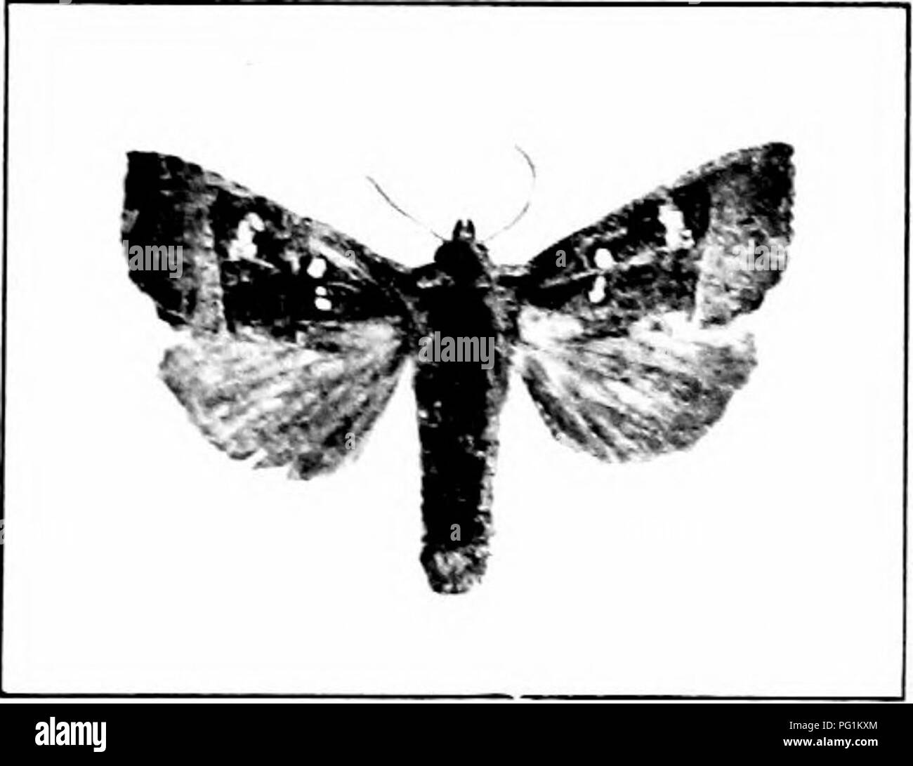 . Injurious insects : how to recognize and control them . Insect pests; Insect pests. Fig. 115. — Stem cut open, showing larva of Stalk Borer at work. Original. of the burrow, and the plant often wilts beyond the point of attack. The full-grown lar^-a measru'es about an. Fig. 110. —Adult of the Stalk Borer. Orisinal. inch in length. It is marked with five longitudinal stripes, but those on its sides are broken and wanting from the tliird to the seventh segments. The adult is a gray moth. Eggs are laid in the fall on the ground near suitable food plants, and hatch the next spring.. Please note  Stock Photo