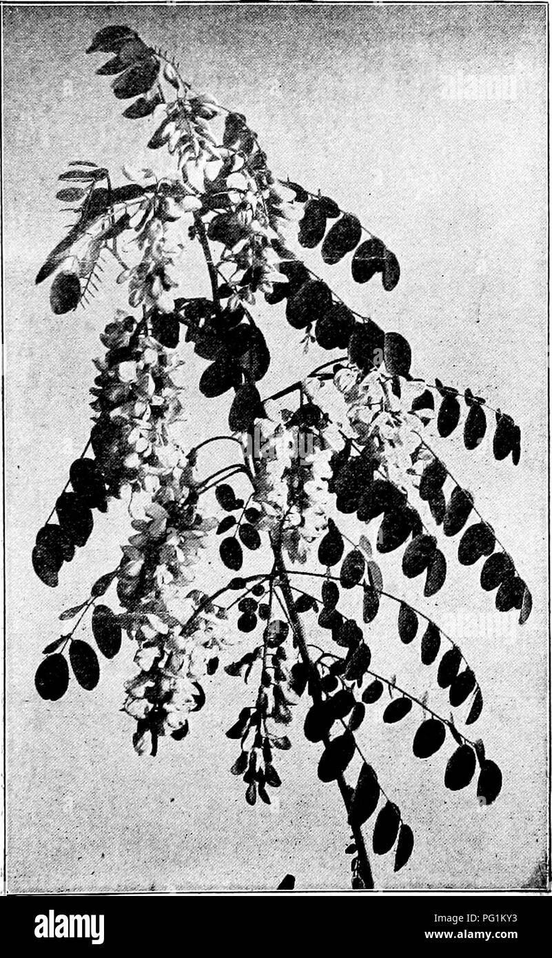 . Langstroth on the hive &amp; honey bee. Bees. CLOVER. 399 main crop of honey usually begins, and that the bees prop- agate in the greatest number.. Fig. 153. LOCUST BLOSSOMS. (From the American Bee Journal.). Please note that these images are extracted from scanned page images that may have been digitally enhanced for readability - coloration and appearance of these illustrations may not perfectly resemble the original work.. Langstroth, L. L. (Lorenzo Lorraine), 1810-1895; Dadant, C. P. (Camille Pierre), 1851-1938. Hamilton, Ill. , Dadant &amp; sons Stock Photo