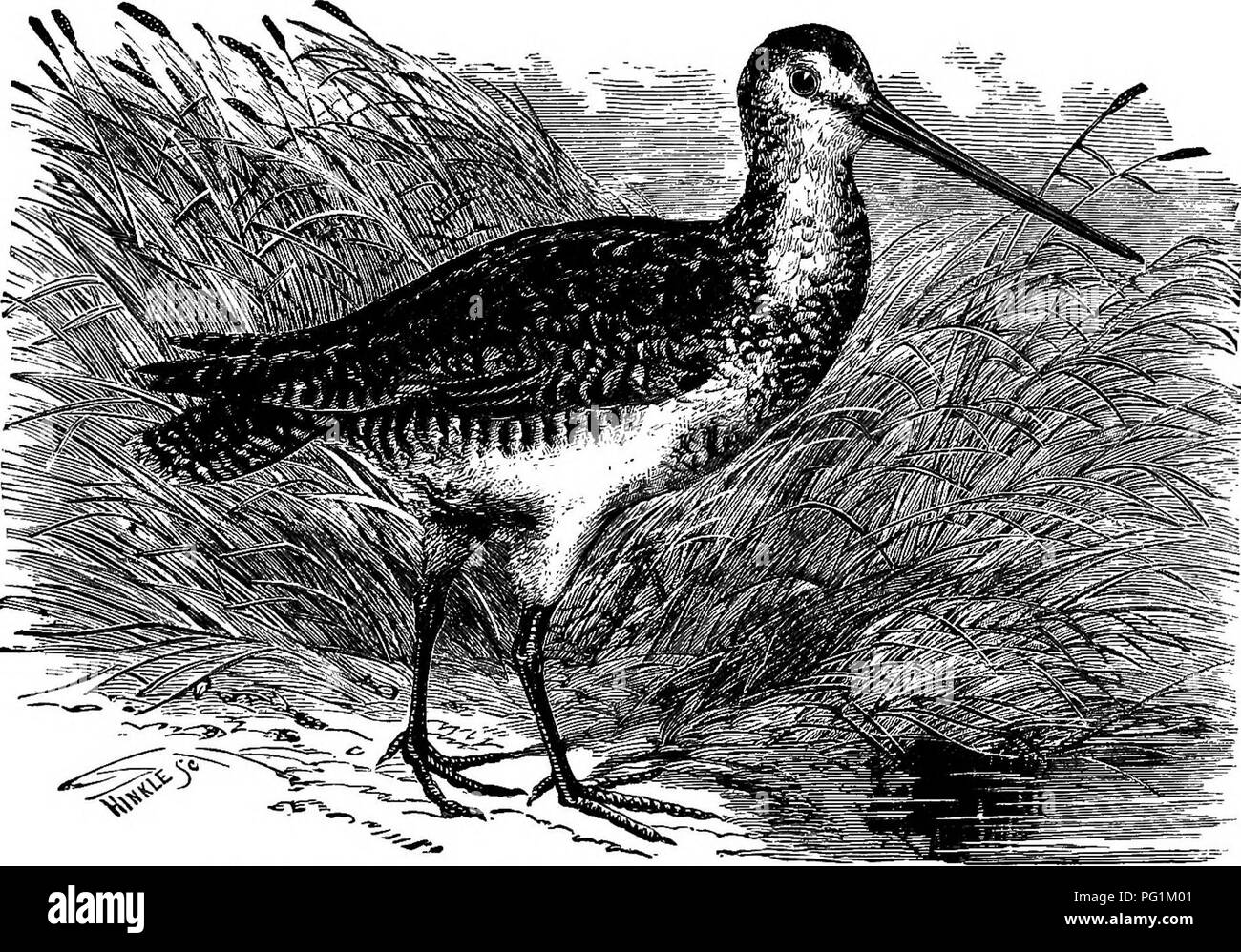 Snipe bird Black and White Stock Photos & Images - Alamy