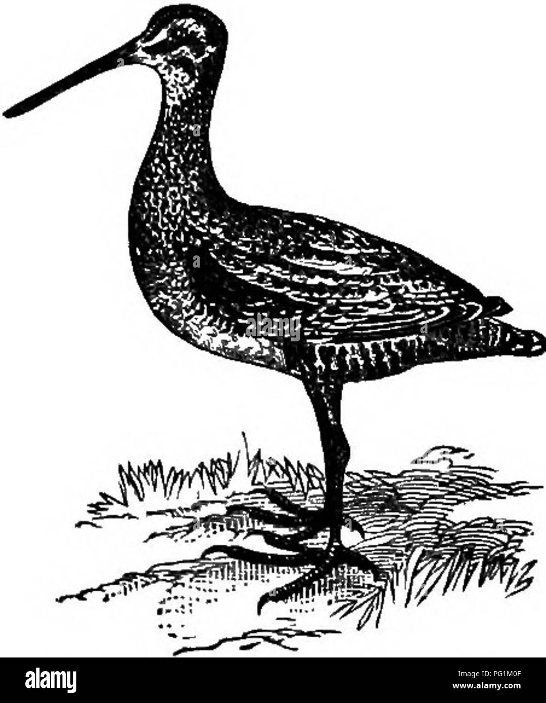 Snipe Size . Key to North American birds. Containing a concise account of every ...
