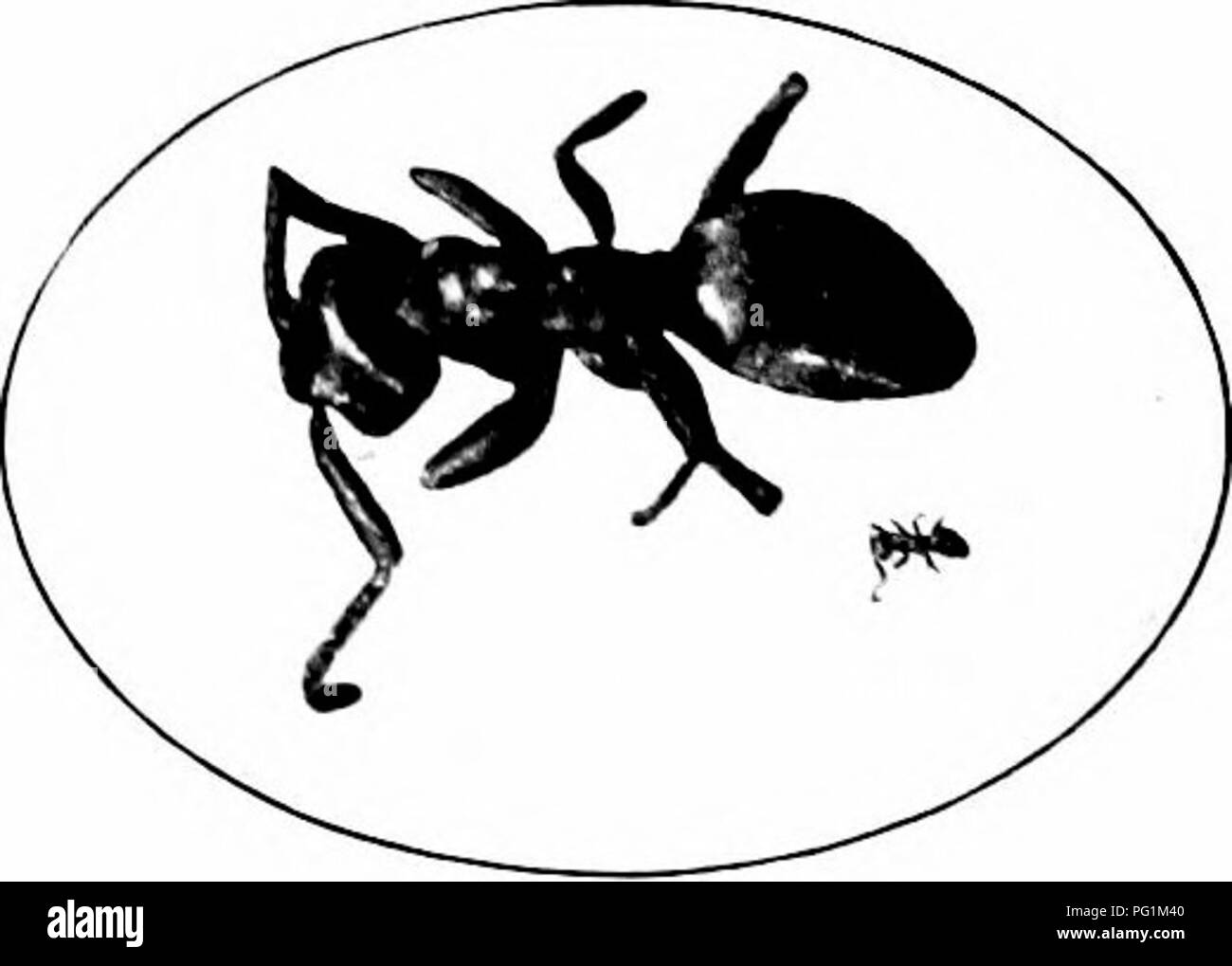 The Sugar-cane Mealy-bug (Pseudococcus calceolaria) is a soft-bodied ...