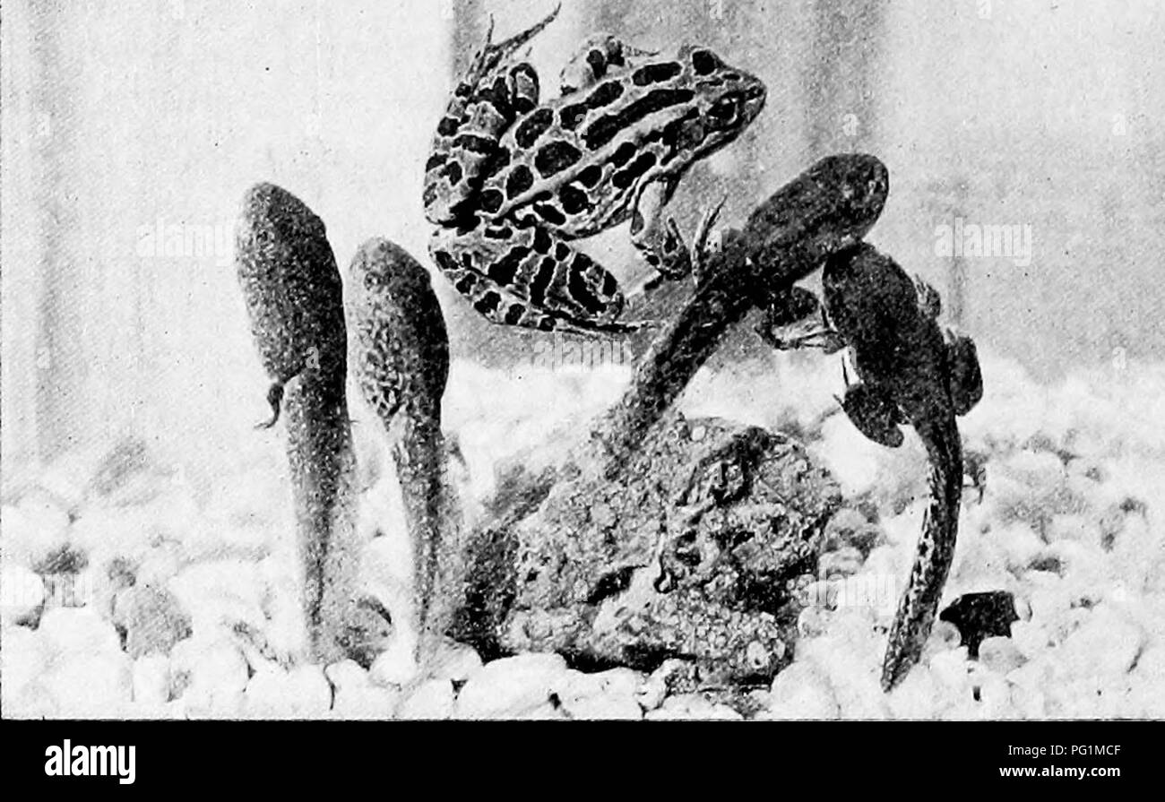 Pool frog tail Black and White Stock Photos & Images - Alamy