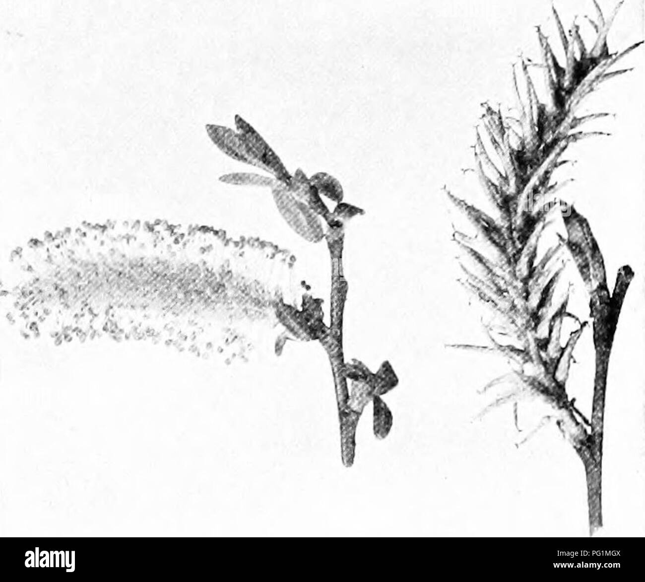 Wind pollinated flowers Black and White Stock Photos & Images Alamy