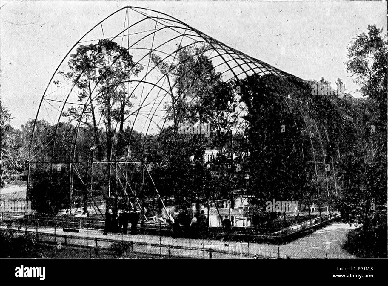. Popular official guide to the New York Zoological Park. New York Zoological Park. 136 POPULAR OFFICIAL GUIDE.. FLYING CAGE. able size, two hickories aud an oak; and it contains a pool of water a hundred feet long, and shrubbery in abundance. The idea of a very large cage for herons and egrets, is not new, for there are in existence several other flying cages, somewhat smaller than this. The first was ei'ected in the Rotterdam Zoological Garden by its Director, the late Dr. A. Von Bemmelin, whose experiment proved very successful. Others are at London and in Paris Jardin d'Acelimata- tion. Th Stock Photo