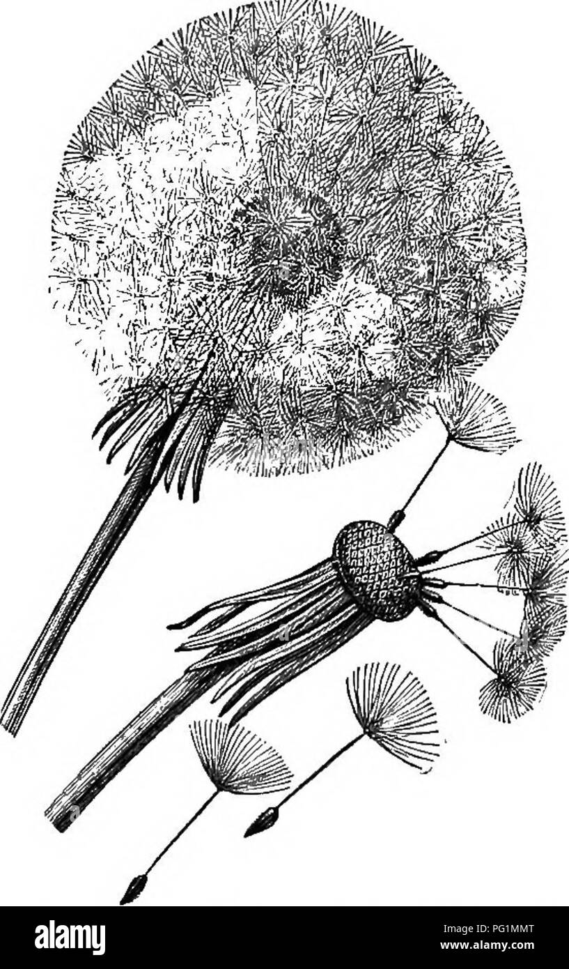 . A text-book of botany for secondary schools. Botany. SEED-DISPERSAL ...