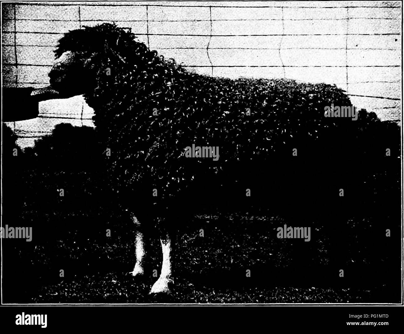 Wool producing animals hires stock photography and images Alamy