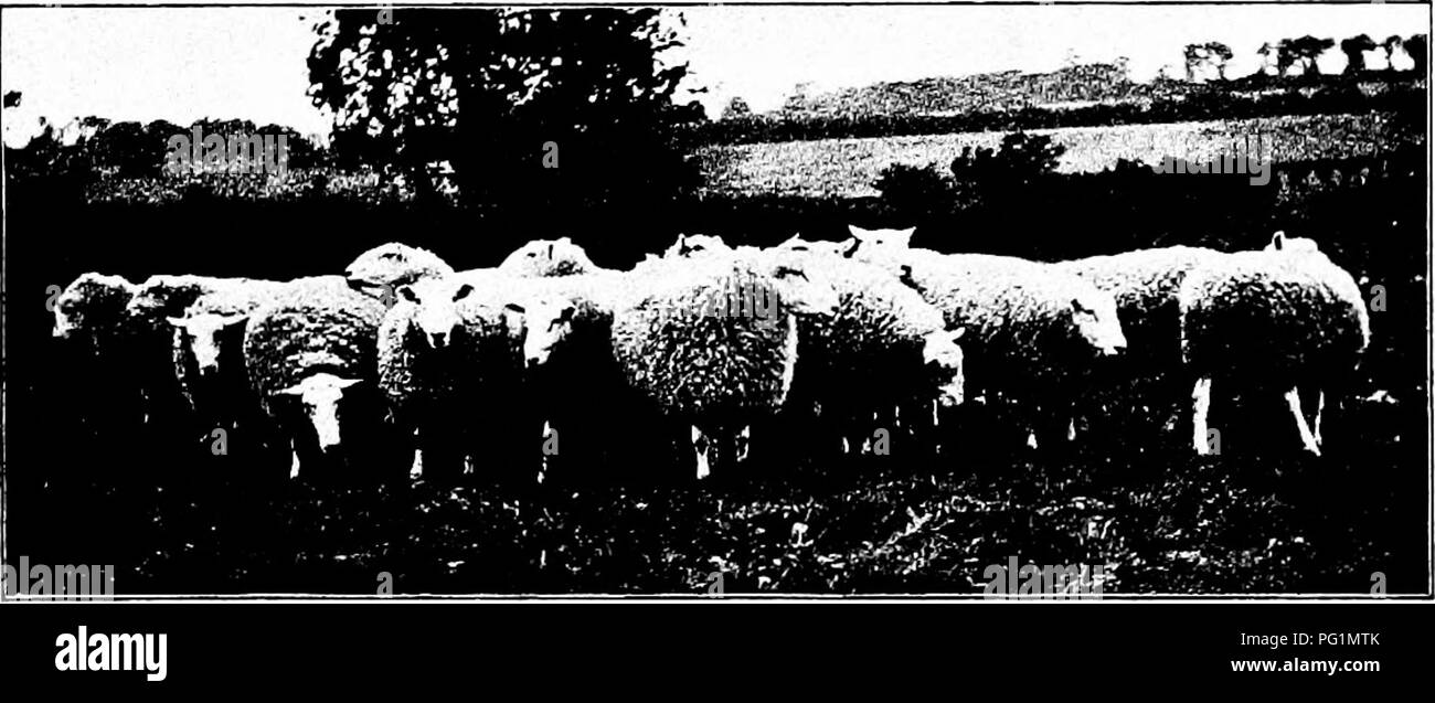 Types And Breeds Of Farm Animals Livestock The Leicester 435 Common Breed To Day However In Any Part Of The World Even In England Its Native Home There Are Small Flocks