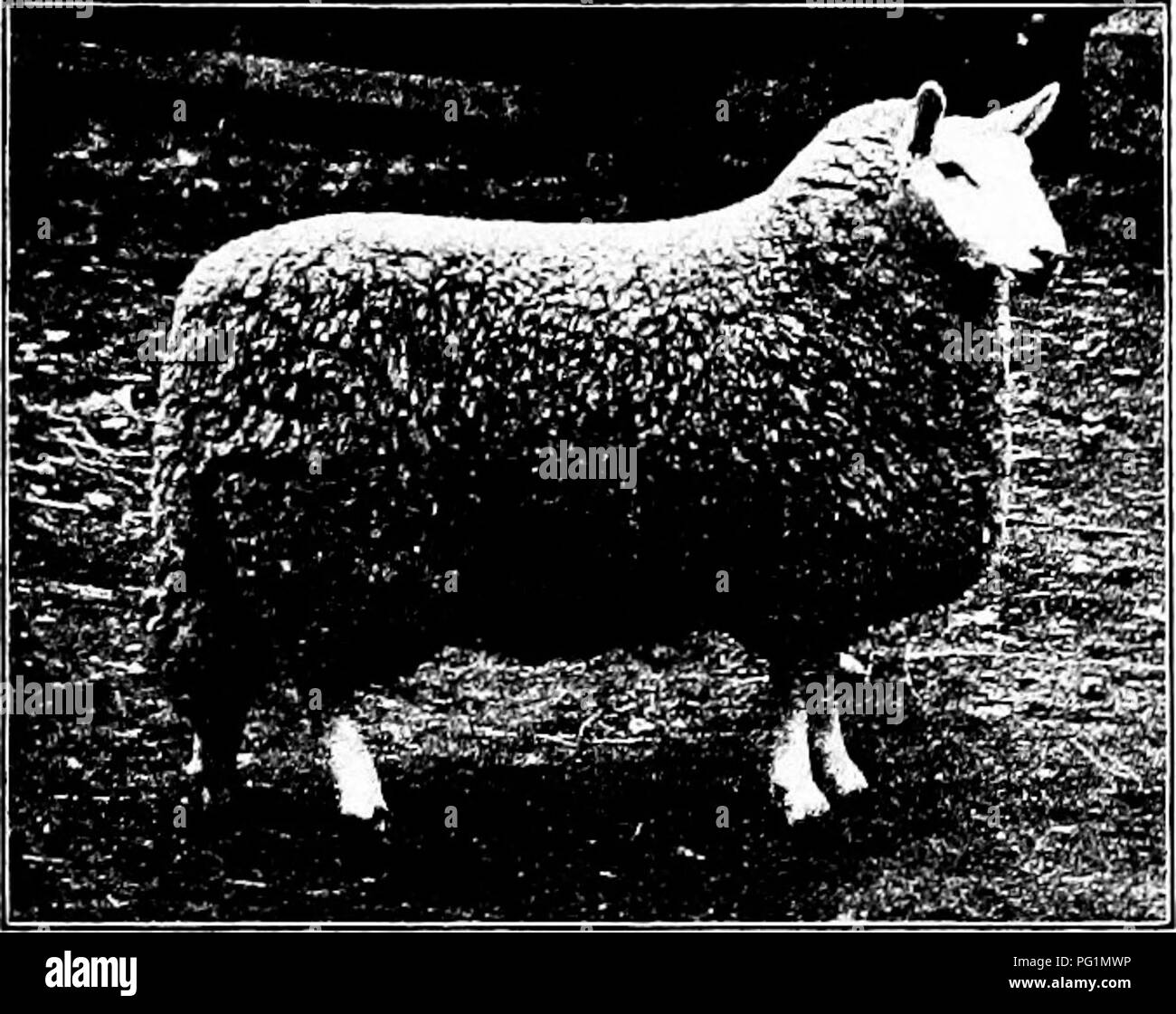 Cheviot sheep breed ewe hires stock photography and images Alamy