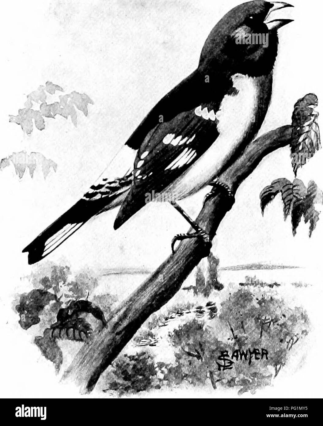 The American natural history; a foundation of useful knowledge of the  higher animals of North America. Natural history. GEOSBEAK AND BOBOLINK 199  the Grosbeak's song, and that it made no im-