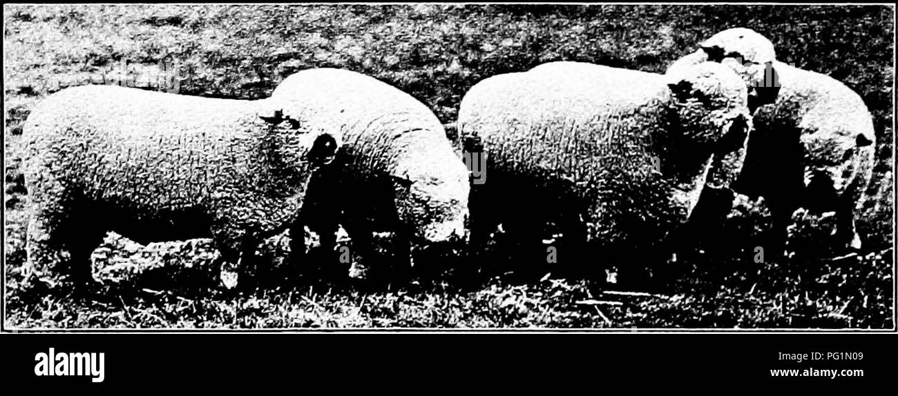 . Types and breeds of farm animals . Livestock. THE SHROPSHIRE 389 August, 1861, states was the first flock of Shropshires imported to America. A. B. Conger of Haverstraw, New York, had a flock about the same time, and sold the first of the breed to go into New Hampshire, to P. W. Jones of Amherst, in 1864. Shropshires were exhibited at the New York State Fair at Elmira in 1861, including the ram Gratitude that had been shown the year previous at the Royal Agricultural Society Show at Canterbury, England. In 1862 P. Lorillard of Fordham, New York, also had a flock, and in 1868 L. C. Fish of Ot Stock Photo