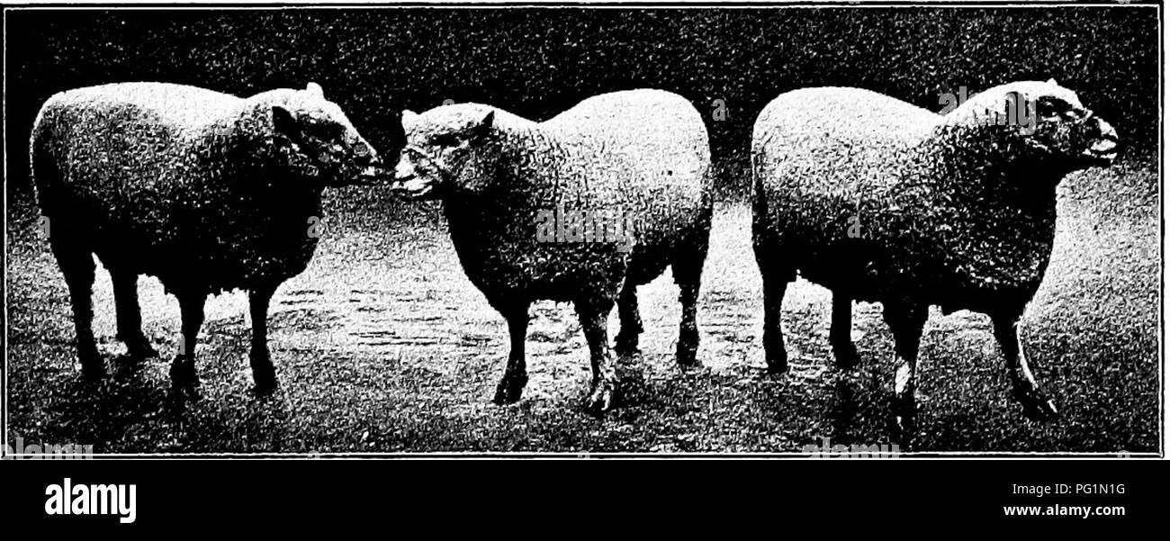 Viewed straight ahead hires stock photography and images Alamy