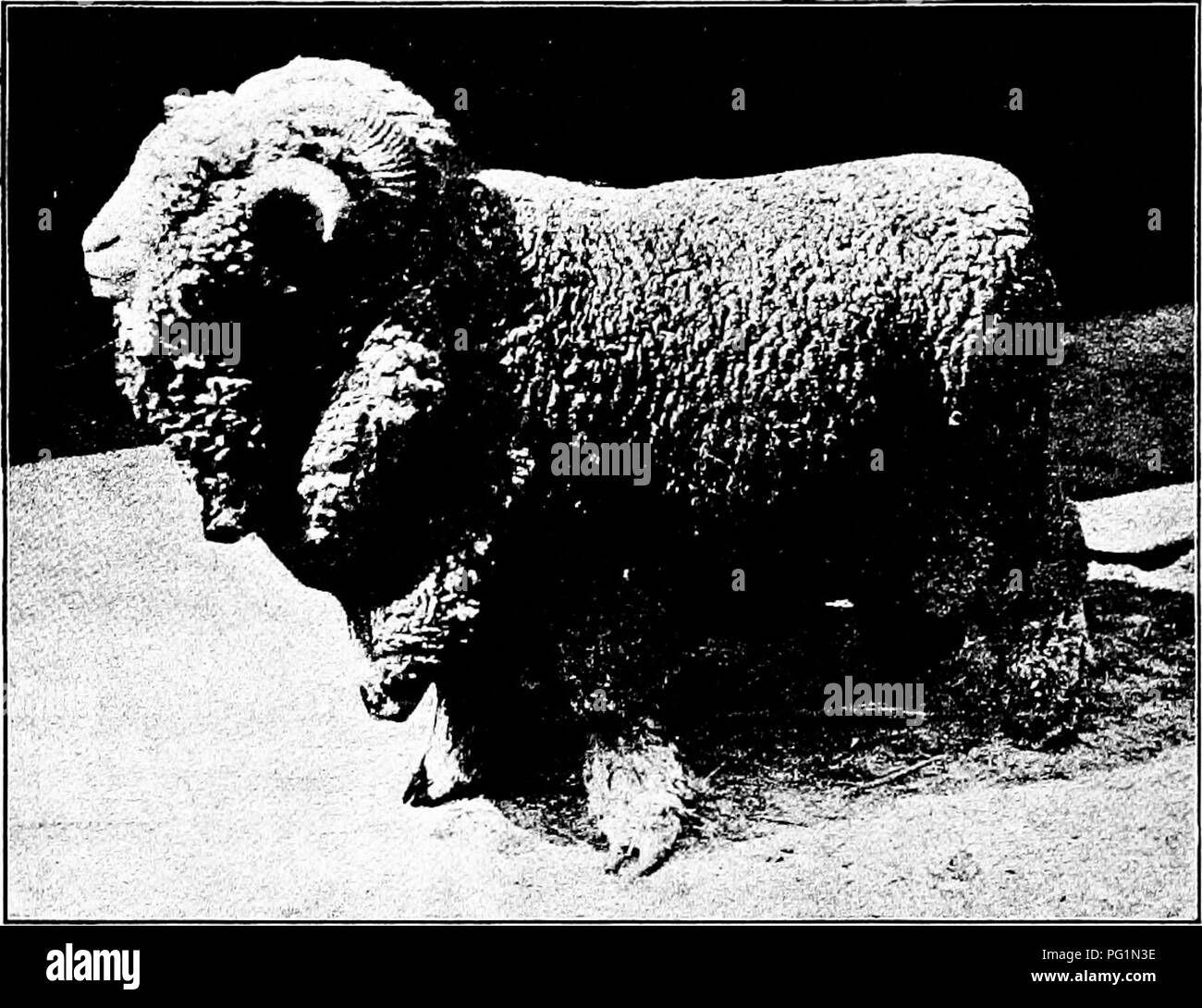 Types And Breeds Of Farm Animals Livestock The American Merino 355 Guineas Golden Tom 500 Guineas Many Sheep Have Been Shipped From Vermont And Ohio To Austraha At Prices