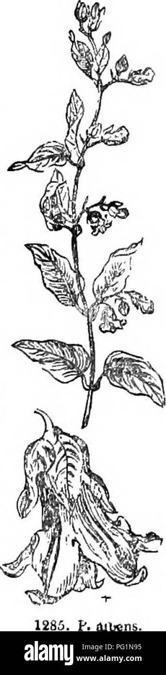 Deciduous perennial shrubs Black and White Stock Photos & Images - Alamy