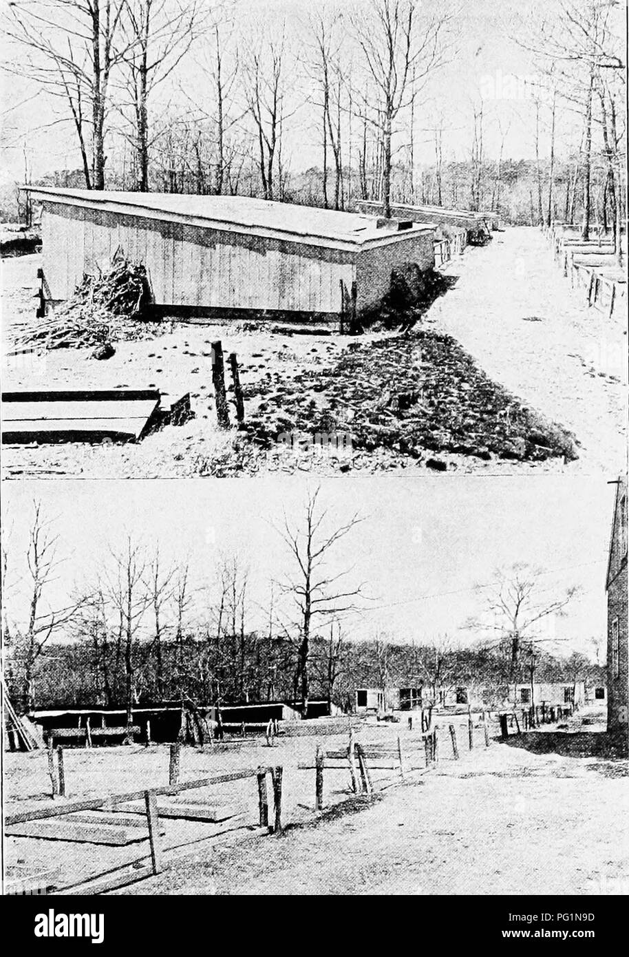 . Ducks and geese . Ducks; Geese. Fig. 17. Upper—Rear and end view of house or shed used for fattening ducks. Lower—General view on a duck plant, showing open front fattening houses in the foreground and houses for breeders in the background. (Photographs from the Bureau of Animal Industry, ^'5, Department of Agriculture.). Please note that these images are extracted from scanned page images that may have been digitally enhanced for readability - coloration and appearance of these illustrations may not perfectly resemble the original work.. Lamon, Harry M; Slocum, Rob R. (Rob Roy), 1883-1944.  Stock Photo