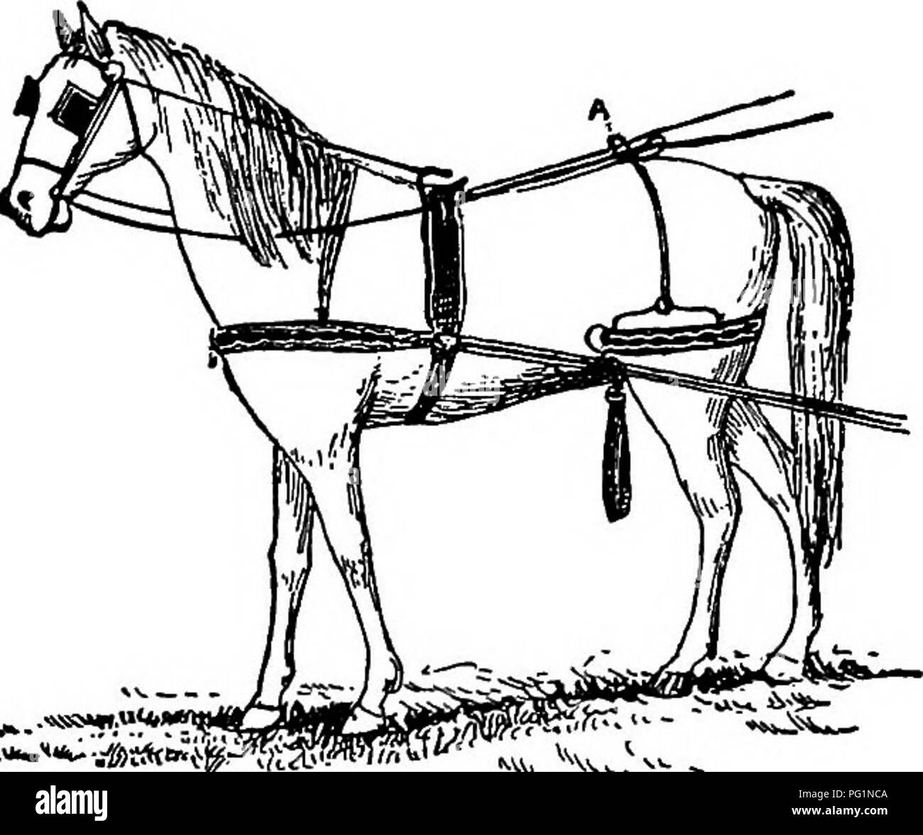 The Family Horse Its Stabling Care And Feeding A Practical Manual For Horse Keepers Horses 86 The Family Horse Harsh Angry Word Or Other Provocation Refuse To Draw Anything