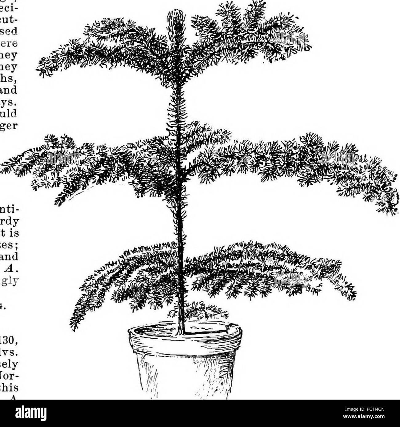 . Cyclopedia of American horticulture, comprising suggestions for cultivation of horticultural plants, descriptions of the species of fruits, vegetables, flowers, and ornamental plants sold in the United States and Canada, together with geographical and biographical sketches. Gardening. 130, Good specimen of Araucaria excelsa. begun to grow them in considerable quantities in the past five years, but it is likely that Ghent will be the main source of supply for many years to come. A few are now propagated in this country, and as they grow easily here, it is liliely that the number will be large Stock Photo