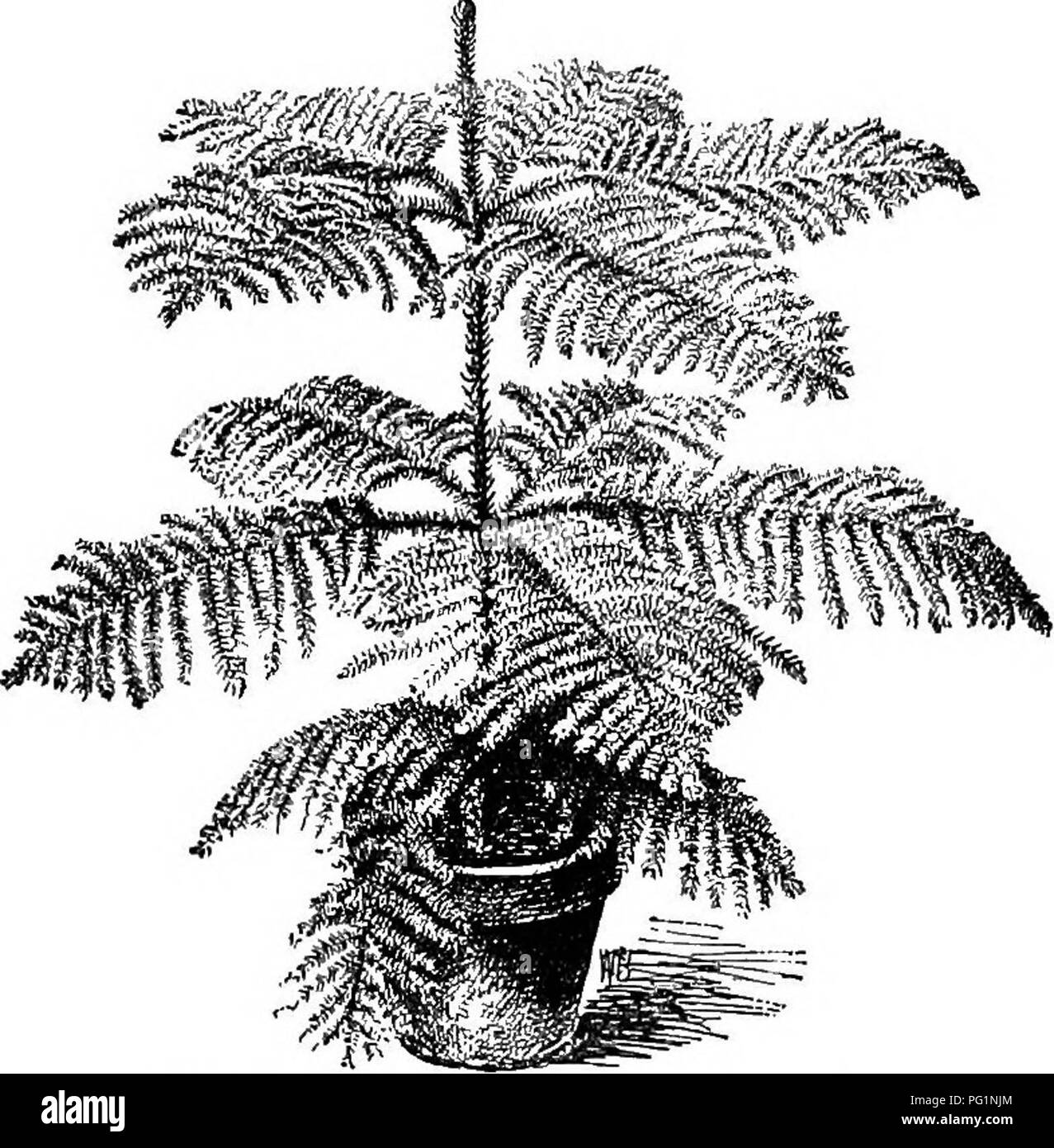 . Cyclopedia of American horticulture, comprising suggestions for cultivation of horticultural plants, descriptions of the species of fruits, vegetables, flowers, and ornamental plants sold in the United States and Canada, together with geographical and biographical sketches. Gardening. ABAUCARIA ARAUCARIA 89 Sfries, of which there are over 700 in that one city. The trade of the world has been supplied for many years from Ghent. Some of the large English growers have. 130, Good specimen of Araucaria excelsa. begun to grow them in considerable quantities in the past five years, but it is likely Stock Photo