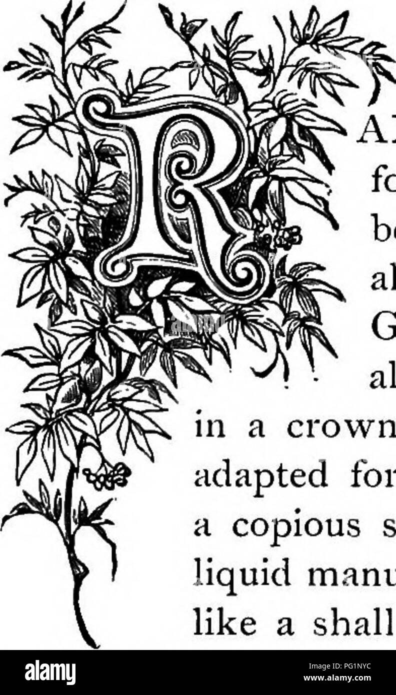 . The floral kingdom : its history, sentiment and poetry : A dictionary of more than three hundred plants, with the genera and families to which they belong, and the language of each illustrated with appropriate gems to poetry . Flower language; Flowers in literature. SMILJlJK. ' ARELY has any climbing vine taken such hold of the popular heart for decorative purposes as has this delicate, twining, bright-leaved beauty. Thousands of yards are used every year for decorations on all occasions, both joyous and sad. It is a native of the Cape of Good Hope, and constitutes an independent order of pl Stock Photo