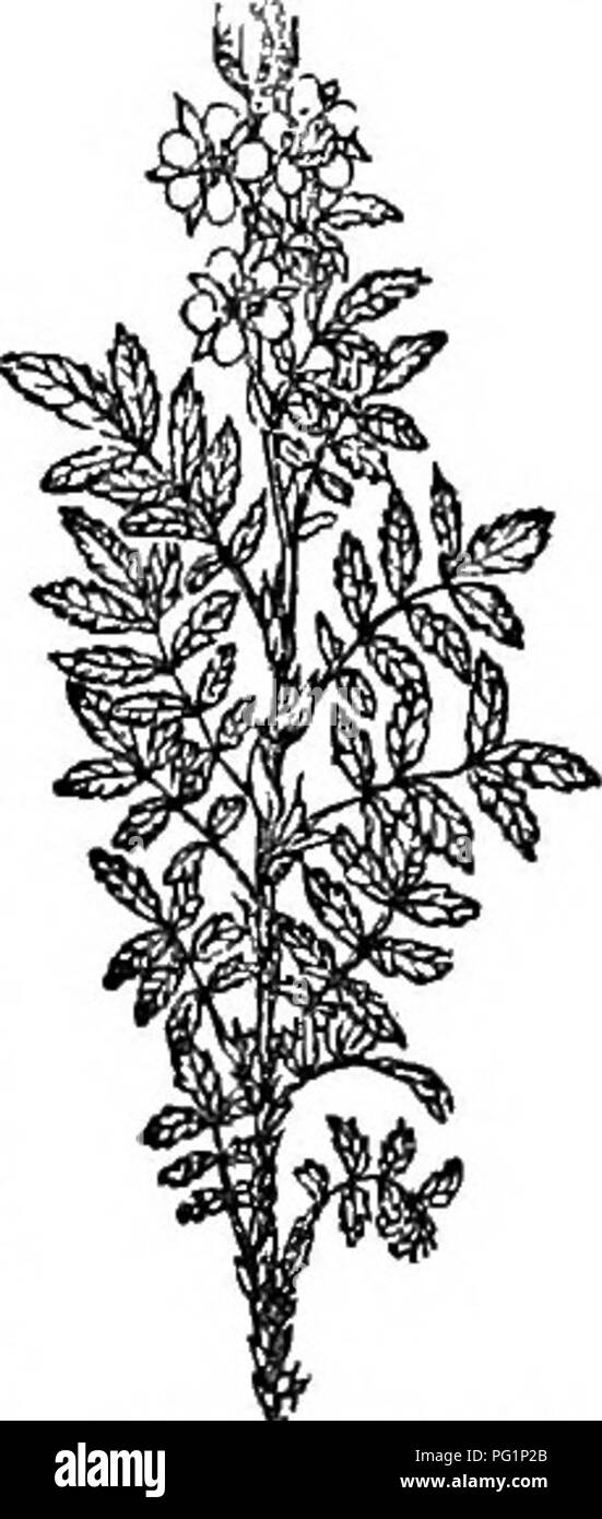 . Trees and shrubs : an abridgment of the Arboretum et fruticetum britannicum : containing the hardy trees and schrubs of Britain, native and foreign, scientifically and popularly described : with their propagation, culture and uses and engravings of nearly all the species. Trees; Shrubs; Forests and forestry. Spec. Char., S^c. Habit resembling that of Comarum palustre. Stem suffruticose. Leaves pinnately cut, coriaceous. Lobes oblong, acutely serrate, pubescent above upon the veins, whitely tomentose beneath. Stipules lanceolate, very acute, entire, rather filmy at the edge. Flowers large, wh Stock Photo