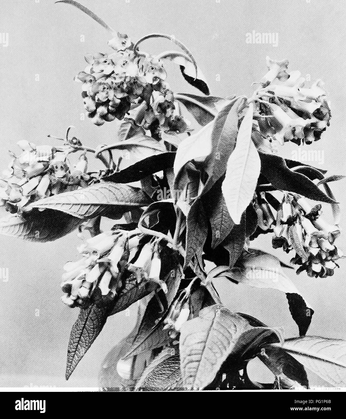 Buddleia flowering shrub Black and White Stock Photos & Images - Alamy