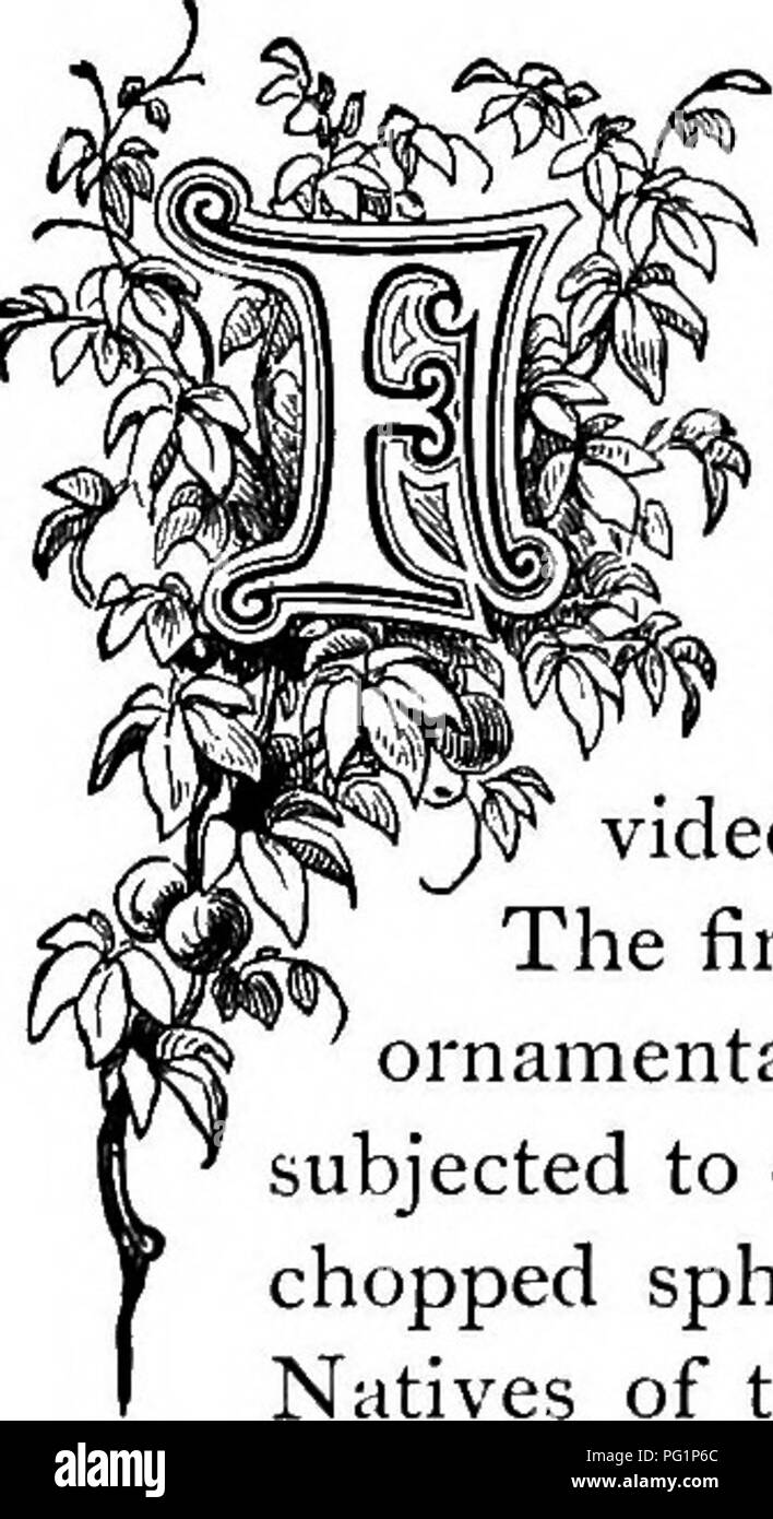 . The floral kingdom : its history, sentiment and poetry : A dictionary of more than three hundred plants, with the genera and families to which they belong, and the language of each illustrated with appropriate gems to poetry . Flower language; Flowers in literature. if CULTIVATION AND AN ALTS IS OF PLANTS. buds and flowers making its splendors conspicuous at a very considerable distance. The large, trifid leaves and general robust habit of the plant also add their attractions. As a window plant it is a fine ornament, but requires more root-room than can ordinarily be allowed it. A rich, blac Stock Photo