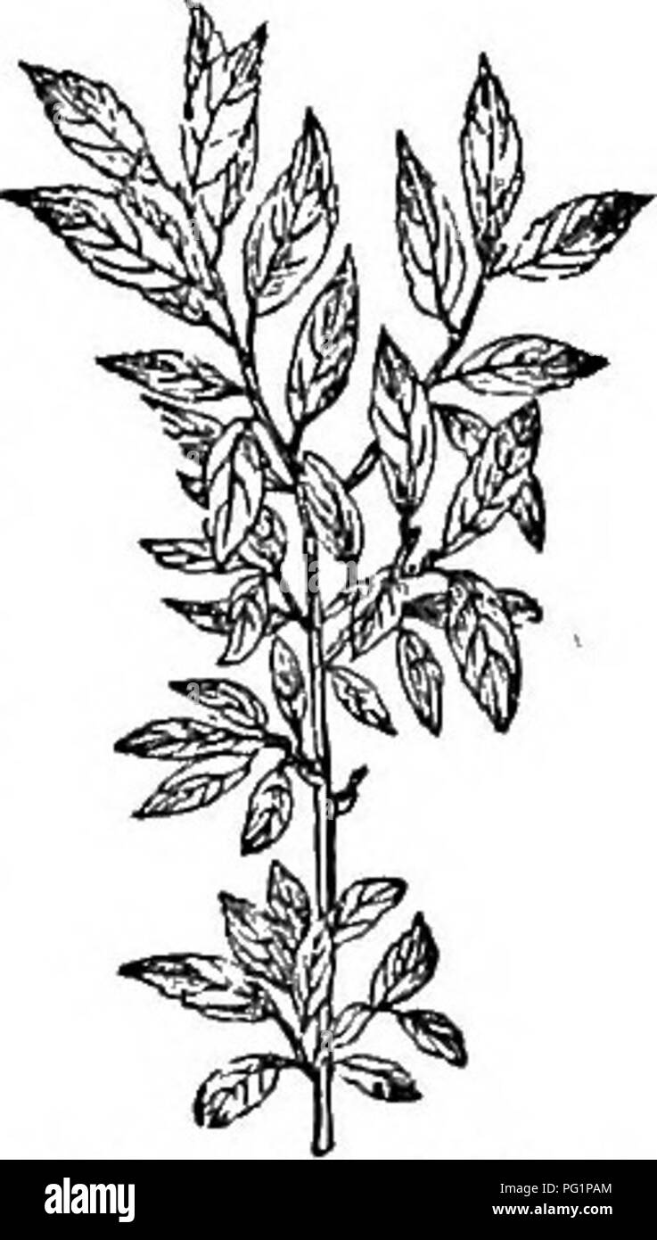 Common shrubs Black and White Stock Photos & Images - Alamy