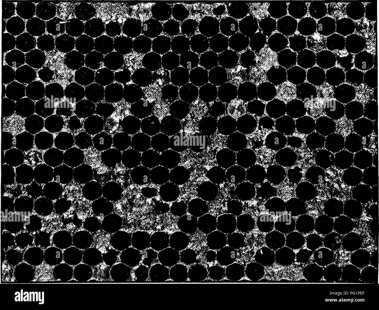 . Loss from foul brood and poor management. Bees. Fig. 1.—Normal healthy brood, showing the plump, bulging surface of sealed brood, and the unsealed larvae of the unsealed cells.. Fig. 2.—A comb affected with American foul brood, showing the flat and con- cave surface of the sealed cells, the broken cappings and the discolored comb in comparison with Fig. 1. This comb had a very offensive odor, although the dead larvae had dried down to a scale.. Please note that these images are extracted from scanned page images that may have been digitally enhanced for readability - coloration and appearanc Stock Photo