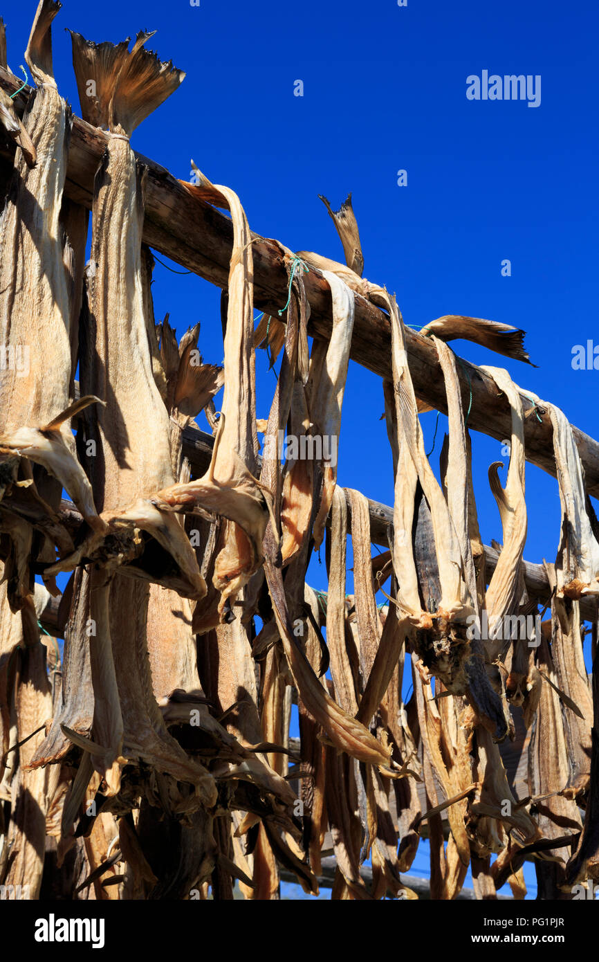 Drying cod fish lofoten islands hi-res stock photography and images - Alamy